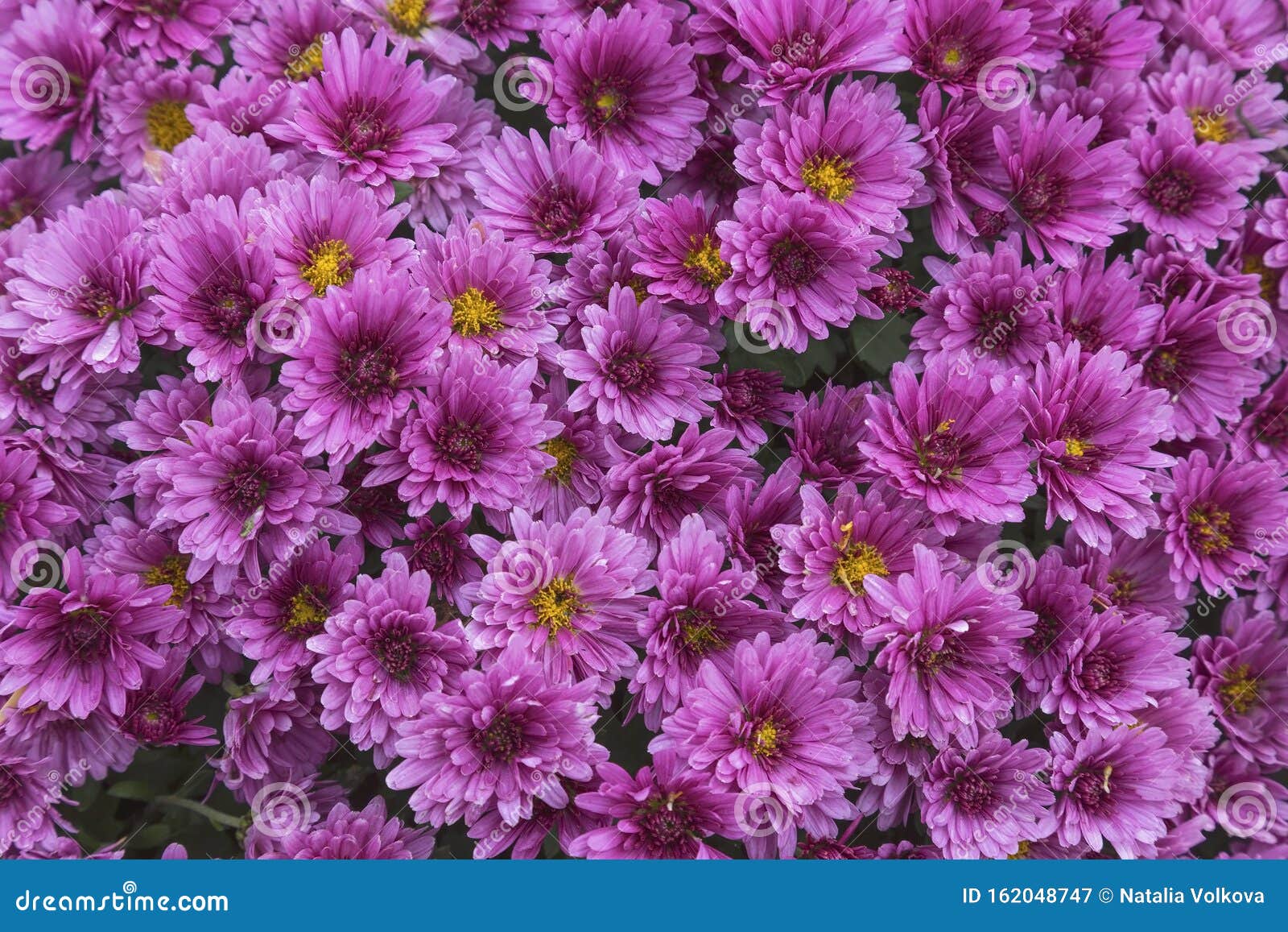 Floral Background of Pink Chrysanthemums Stock Image - Image of view ...