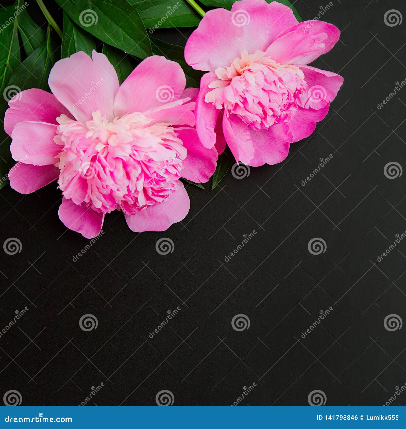 Floral Black Background With Pink Peonies Flowers Stock Photo Image Of Color Flowers 141798846