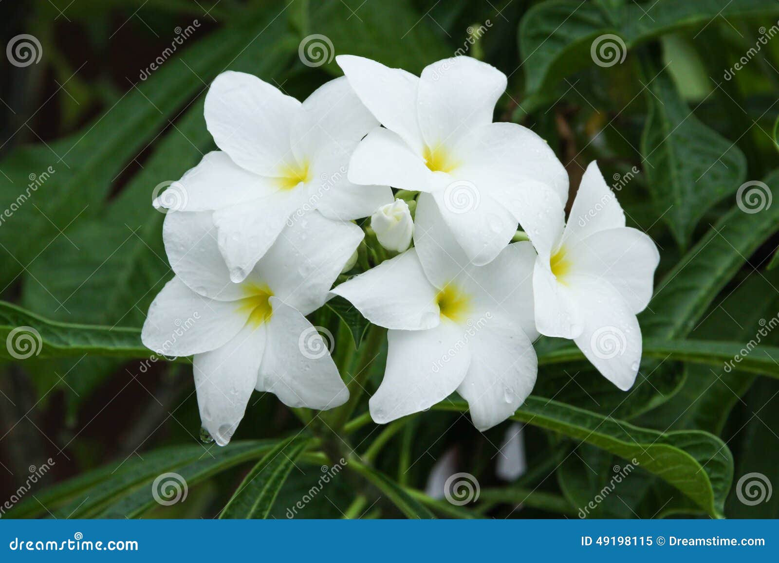 Floral blanc de nature. Fermez-vous vers le haut de floral blanc de vraie nature dans l'arbre
