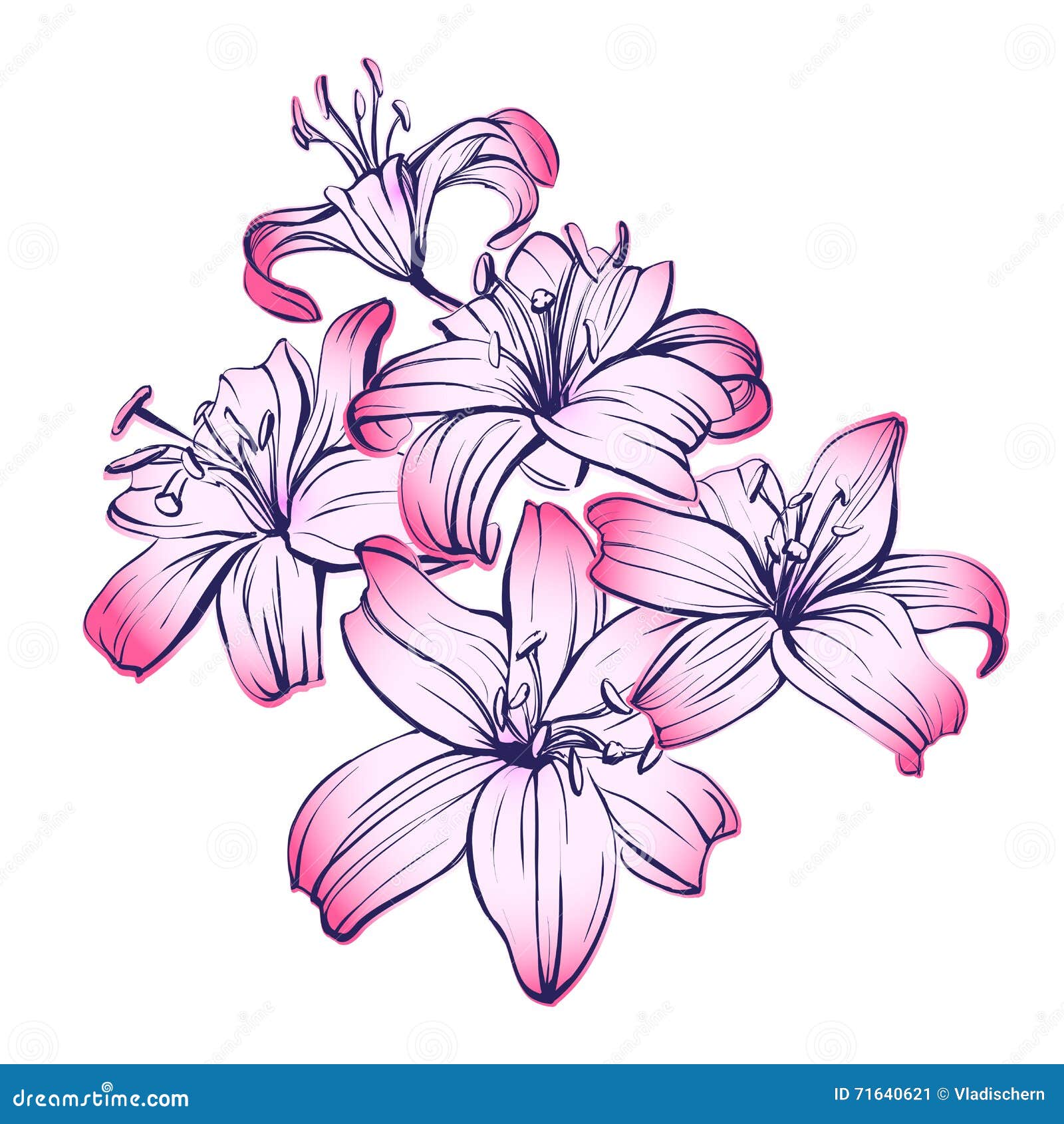Floral Blooming Lilies Hand Drawn Vector Illustration Sketch Stock