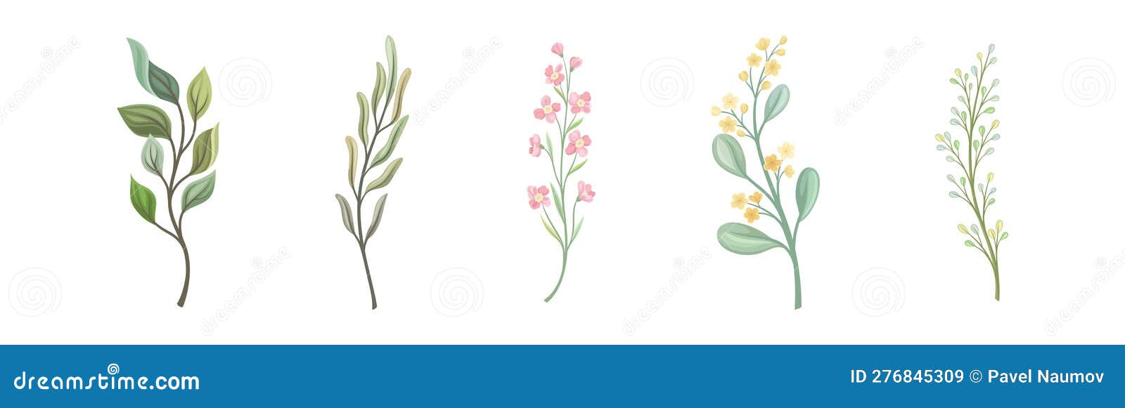 Floral Branches and Twigs with Leafy Stalk or Stem Vector Set Stock