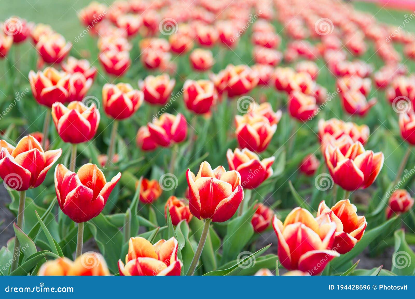 Floral Business. Learn How To Plant and Sell Tulip Bulbs for Profit ...