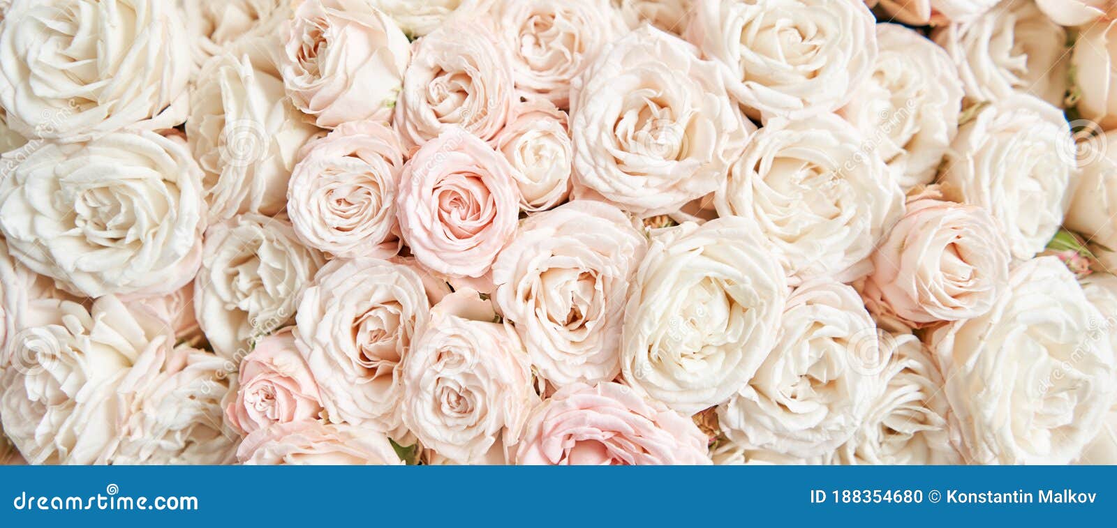 Floral Carpet or Wallpaper. Background of Mix of Flowers. Beautiful Flowers for Catalog or Online Store Stock Photo - Image of color, clove: 188354680 Floral Carpet or Wallpaper. Background of Mix of Flowers. Beautiful Flowers for Catalog or Online Store Stock Photo - Image of color, clove: 188354680