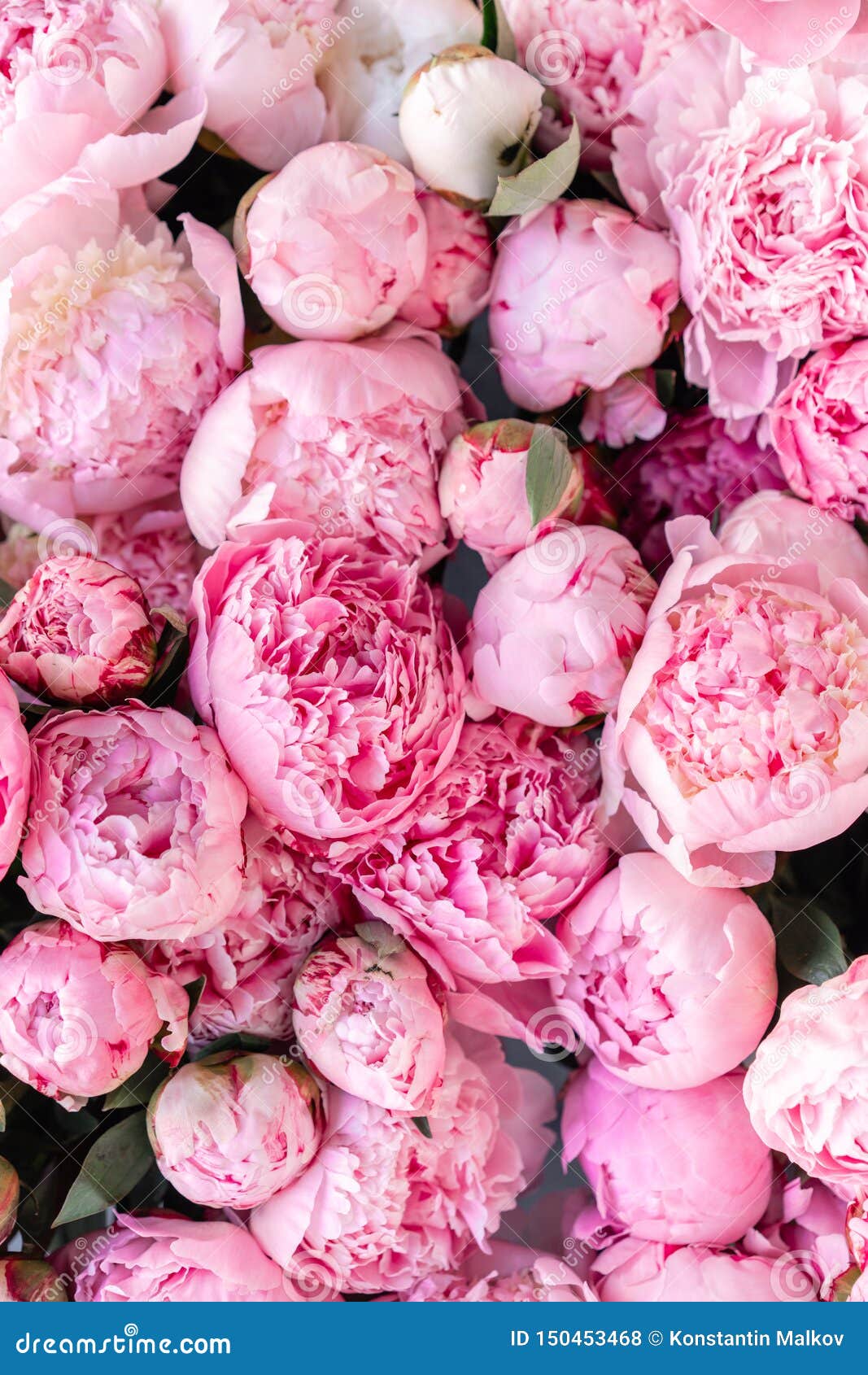 Floral Carpet or Wallpaper. Background of Pink Peonies. Morning Light in the Room Stock Photo - Image of background, pink: 150453468 Floral Carpet or Wallpaper. Background of Pink Peonies. Morning Light in the Room Stock Photo - Image of background, pink: 150453468