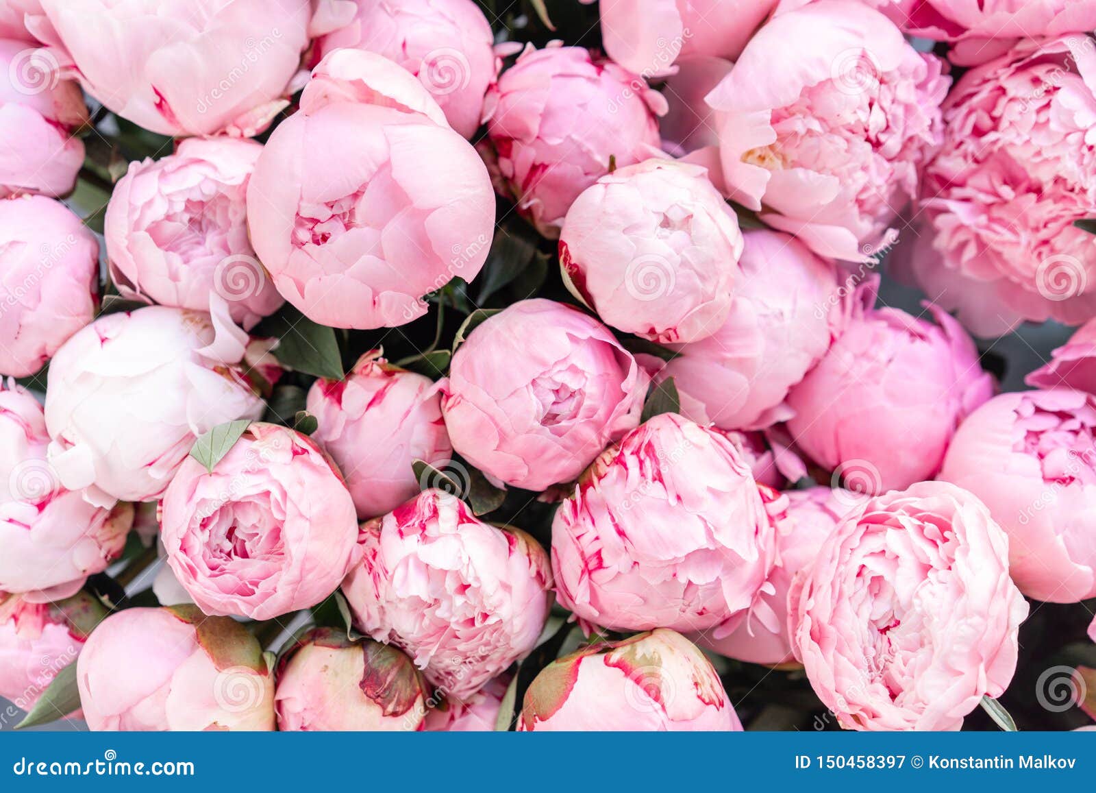 Floral Carpet or Wallpaper. Background of Pink Peonies. Morning Light in  the Room Stock Image - Image of bouquet, flower: 150458397