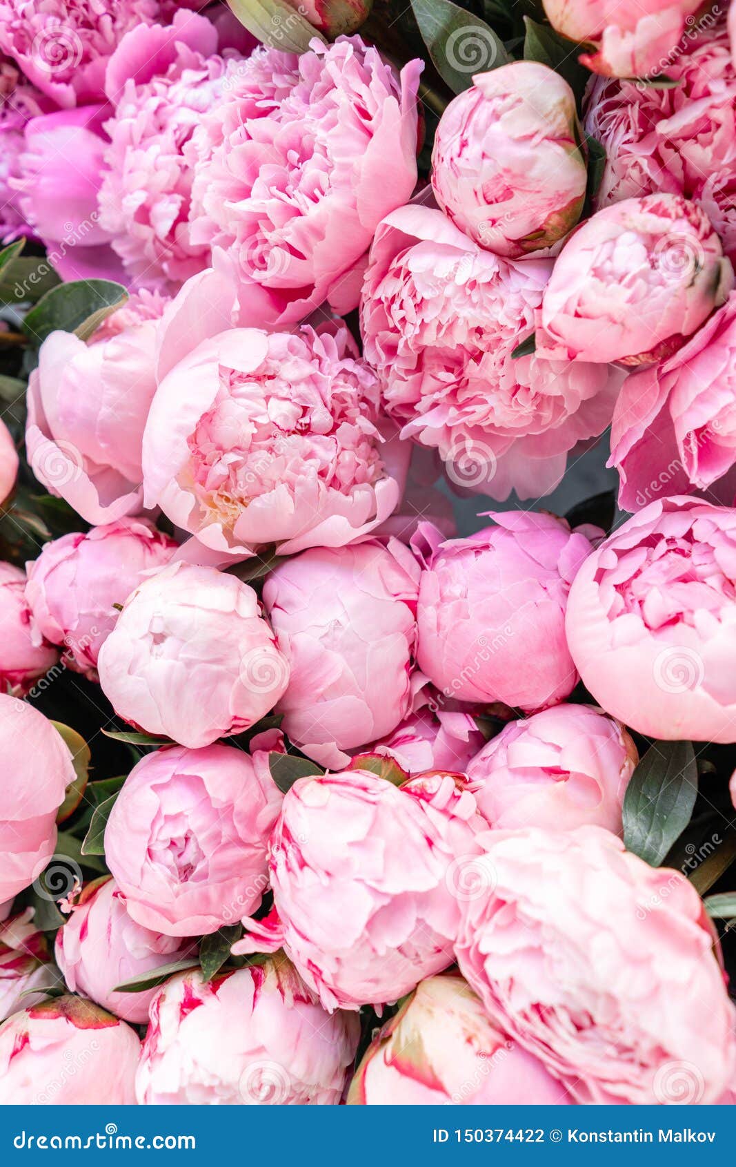 Floral Carpet or Wallpaper. Background of Pink Peonies. Morning Light in  the Room Stock Photo - Image of peonies, carpet: 150374422