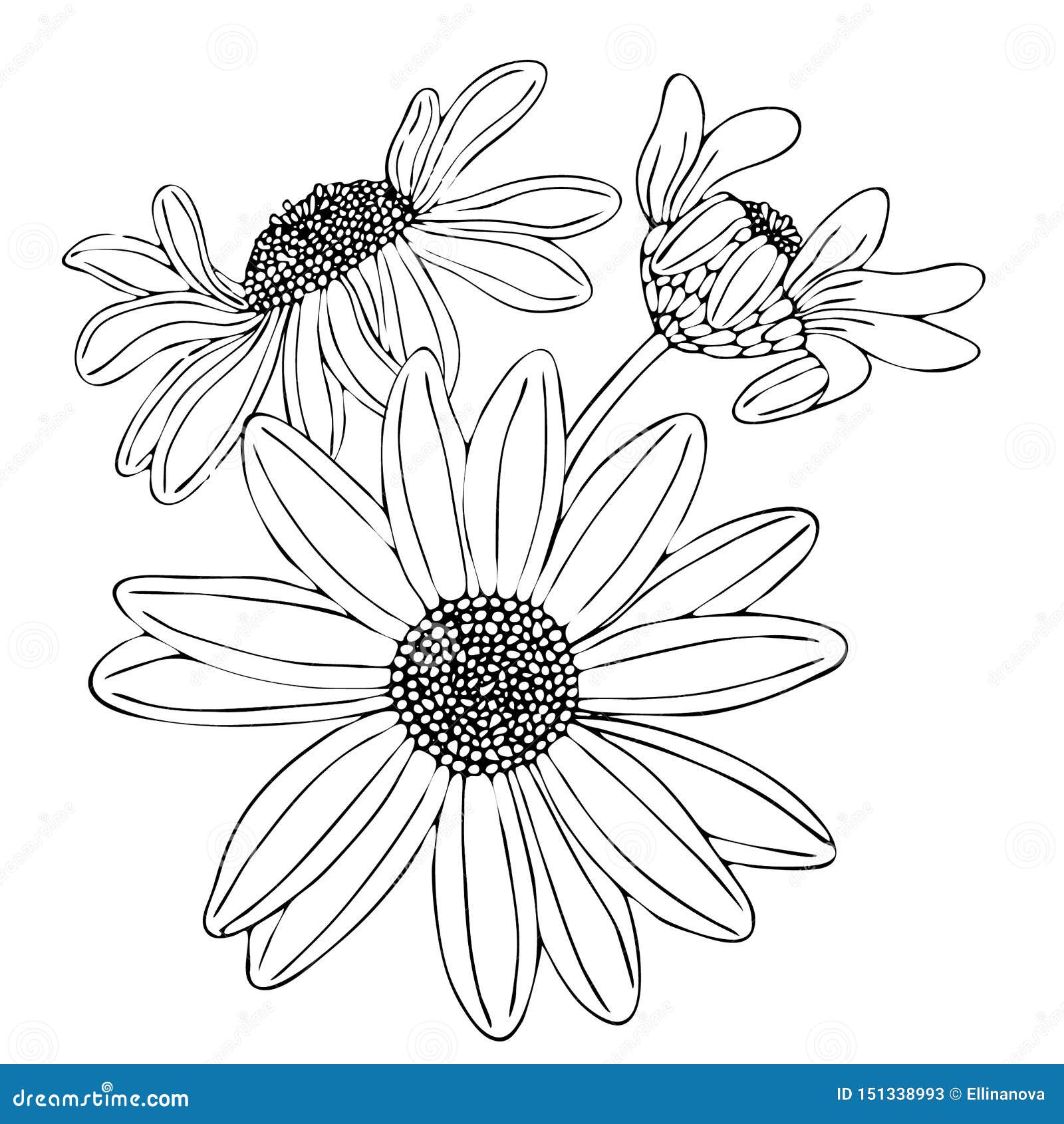 Floral Coloring Template With Black Line Flower Stock Vector