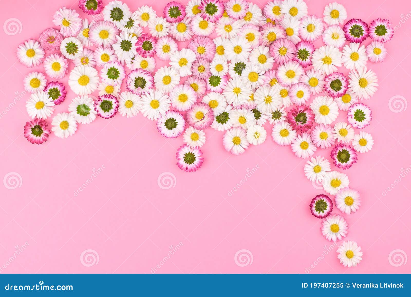 Floral Composition. Daisy Flowers Layout on Pink Background Stock Image