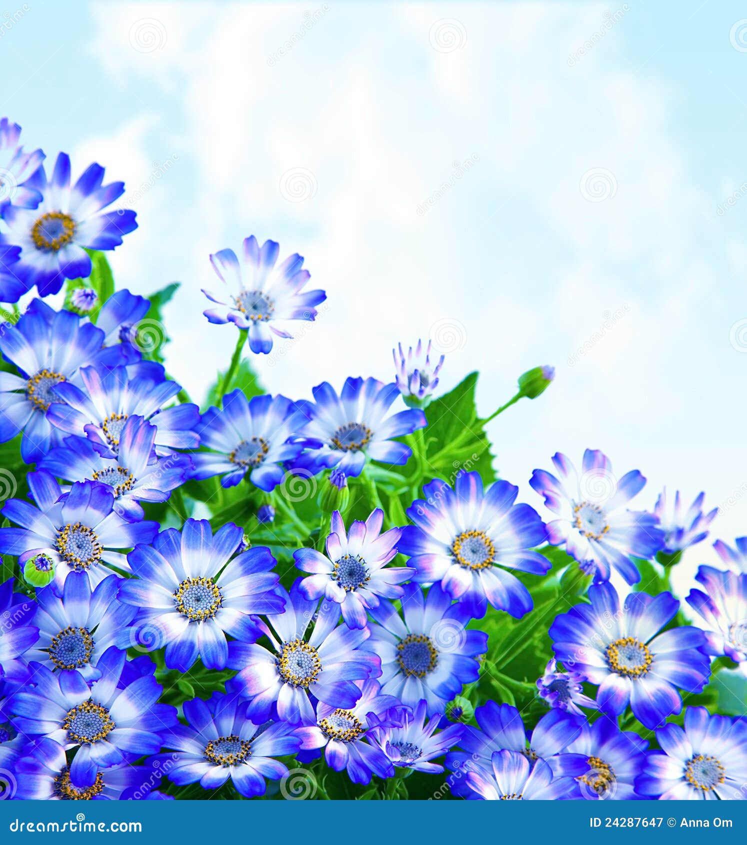 Floral daisy border stock image. Image of closeup, cornflower 24287647