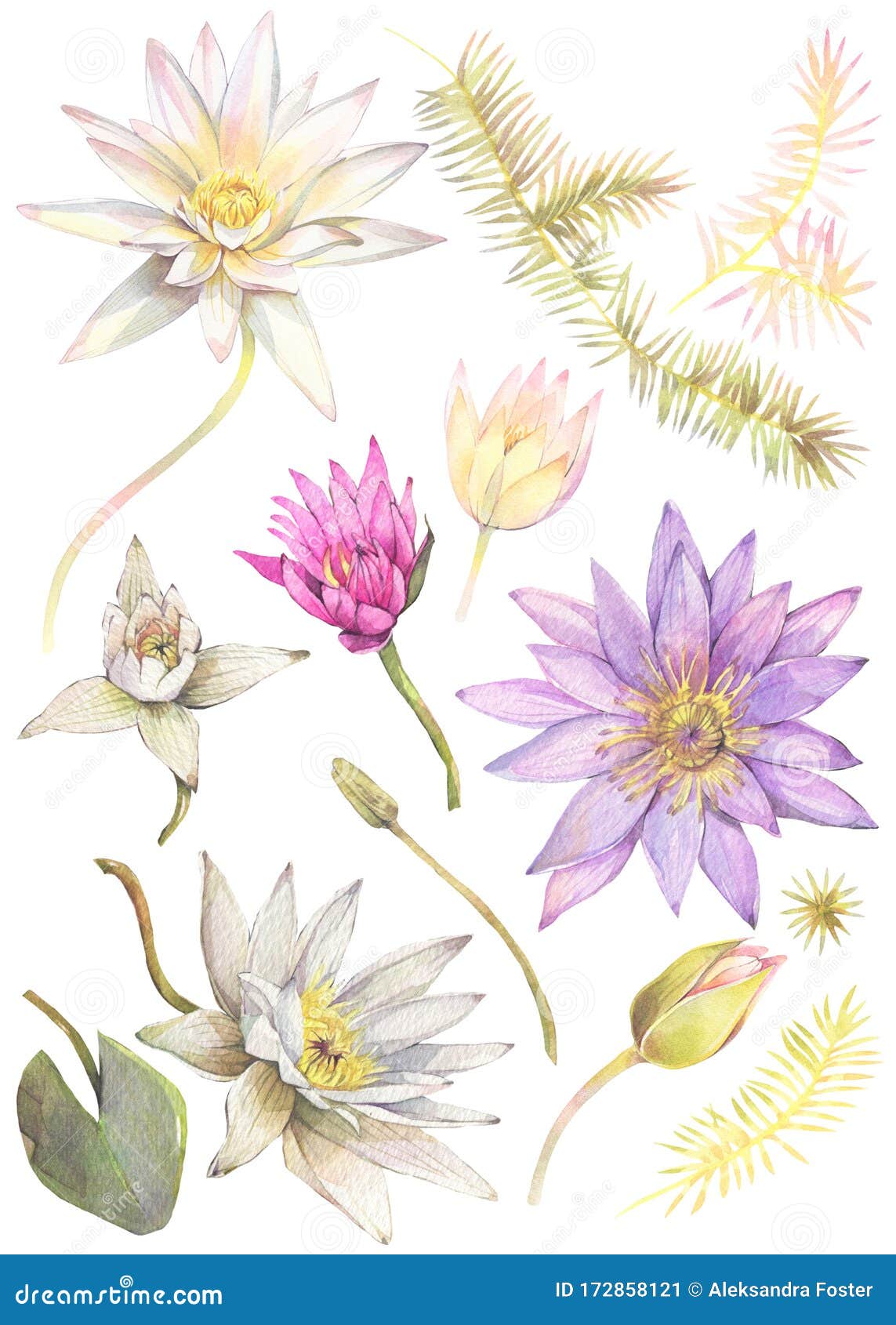 Floral De Flores De Loto Y Algas Marinas Stock de ilustración - Ilustración  de tropical, floral: 172858121