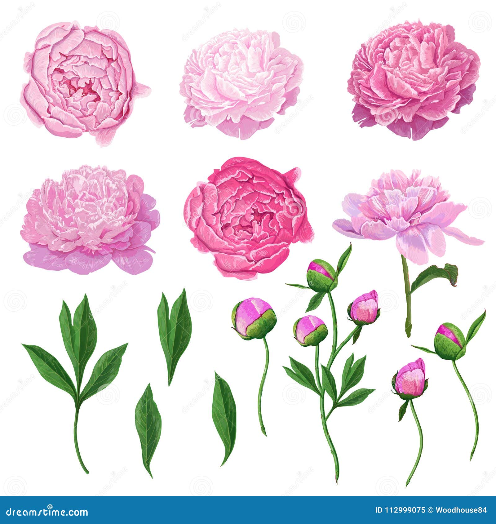 floral s set with pink peony flowers, leaves and buds. hand drawn botanical flora for decoration, wedding