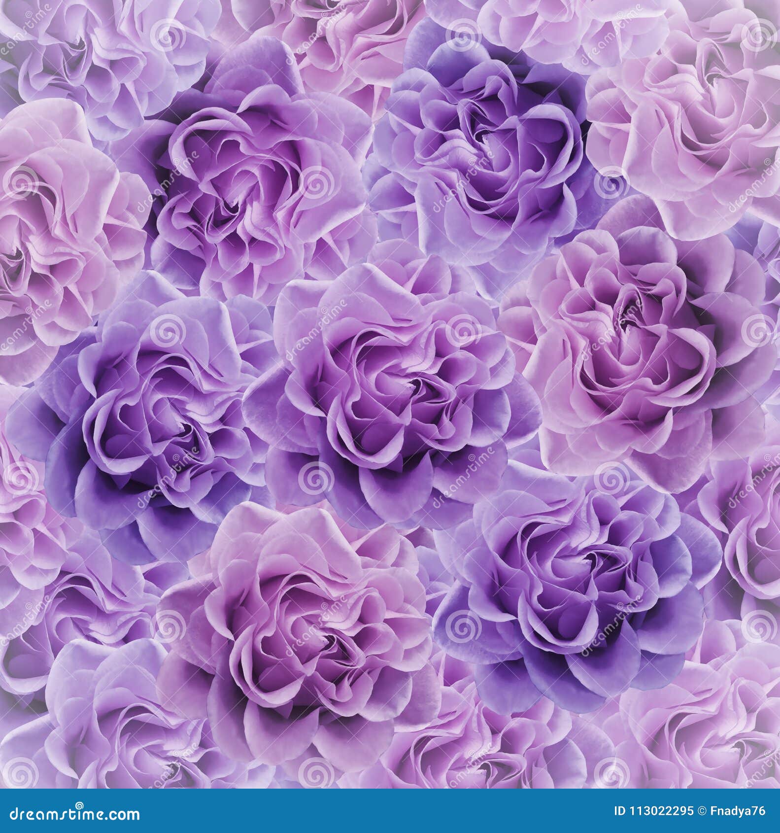 Floral Pink-violet Beautiful Background. Flower Composition. Bouquet of ...