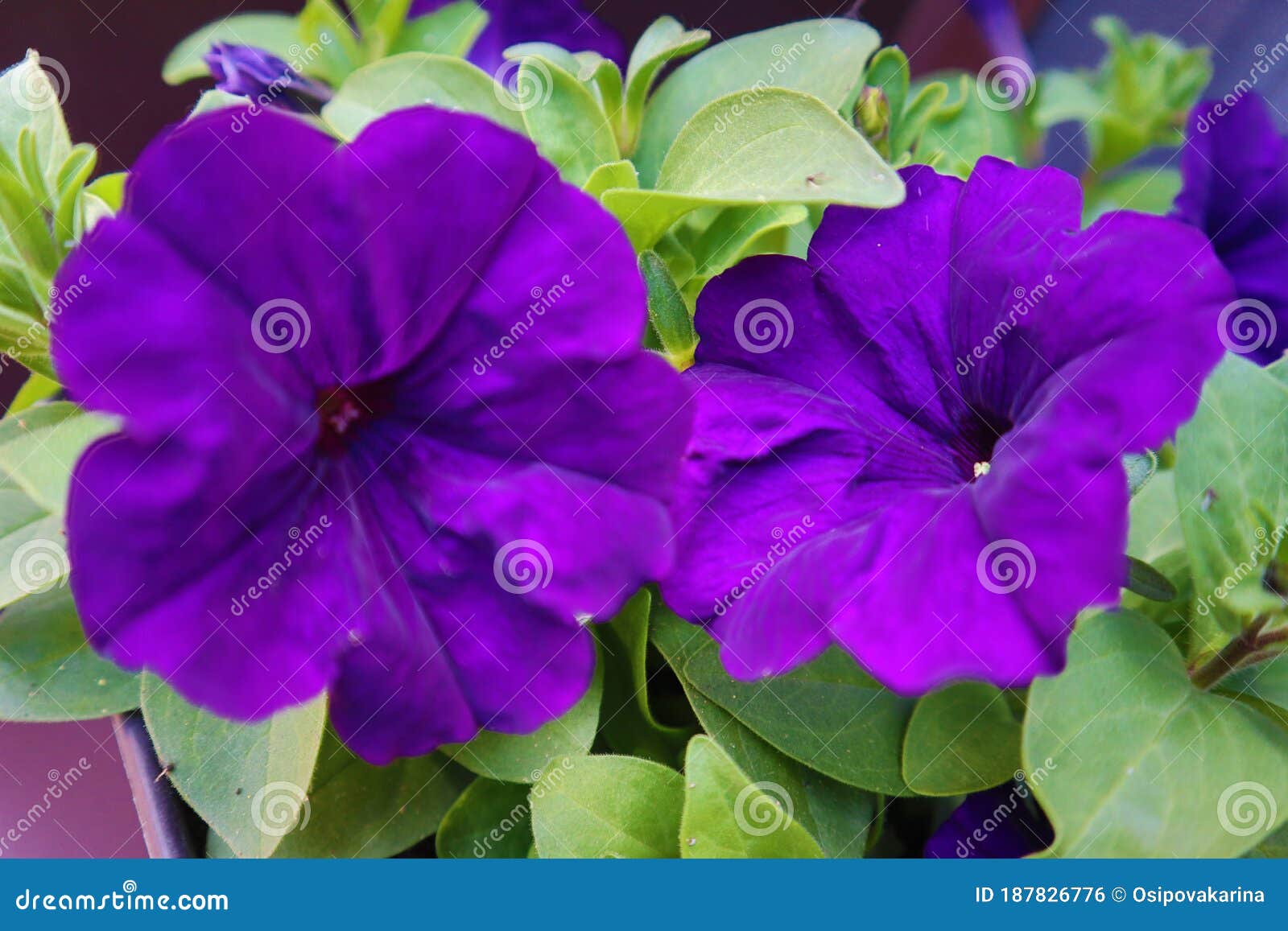 Two purple Petunia flowers stock photo. Image of floral - 187826776