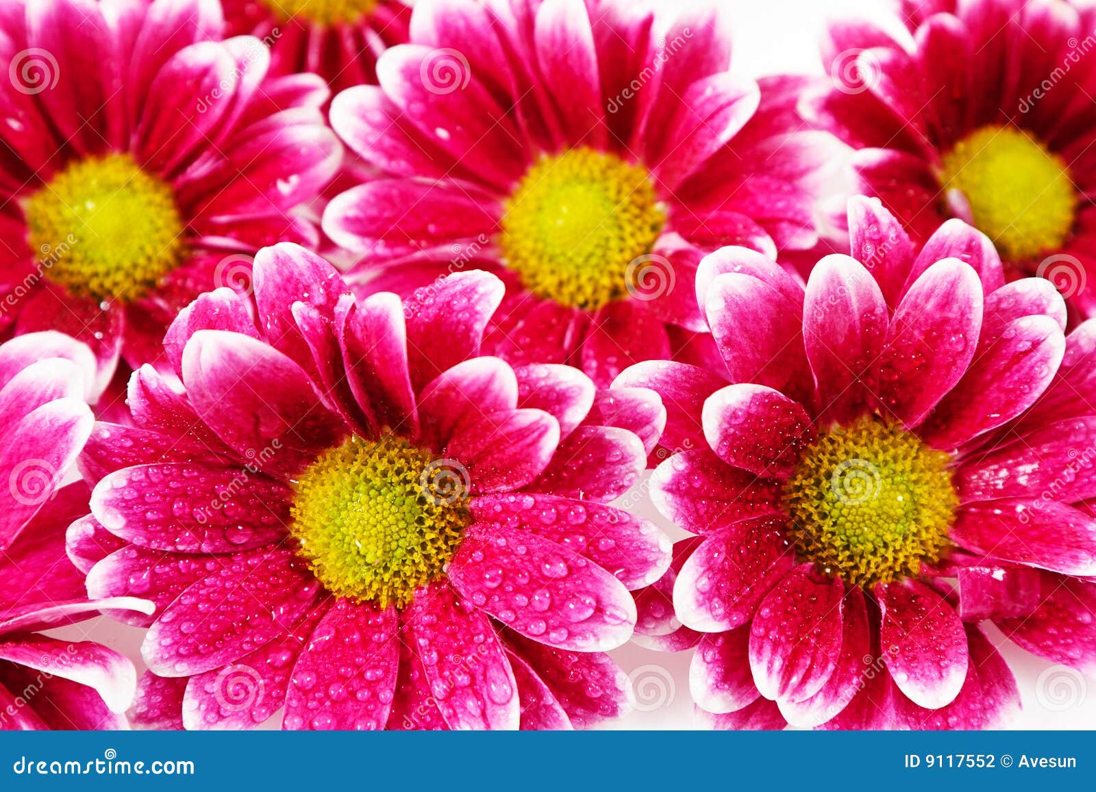 2656600 Pink Flower Stock Photos Pictures  RoyaltyFree Images   iStock  Pink flower background Pink flower white background Pink flower  petals