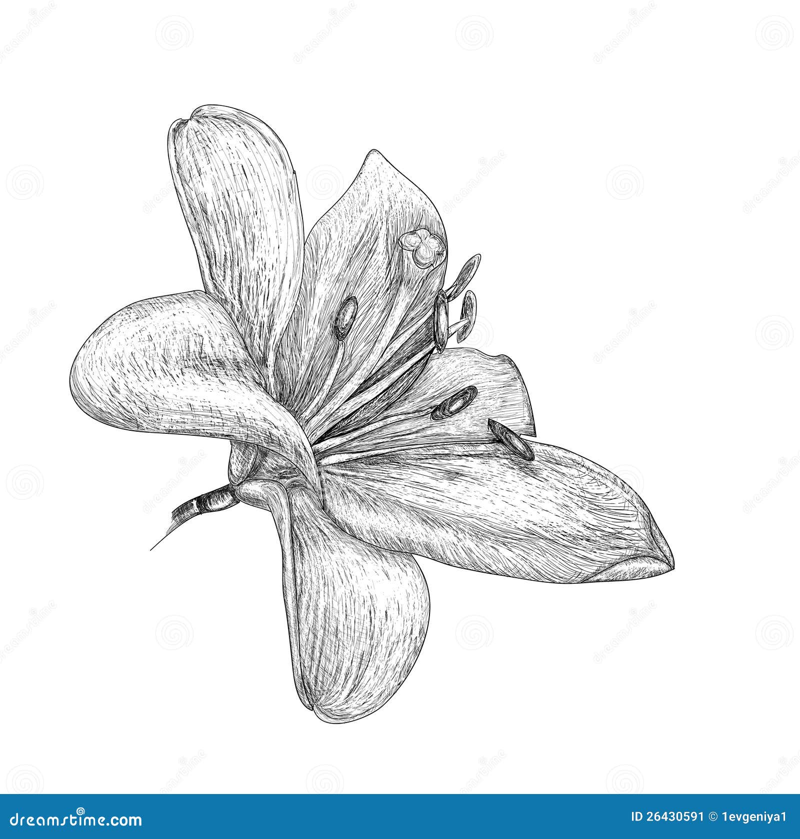 Pintura De Lirio Ilustraciones Stock, Vectores, Y Clipart – (9,844  Ilustraciones Stock), image size:1600x1679