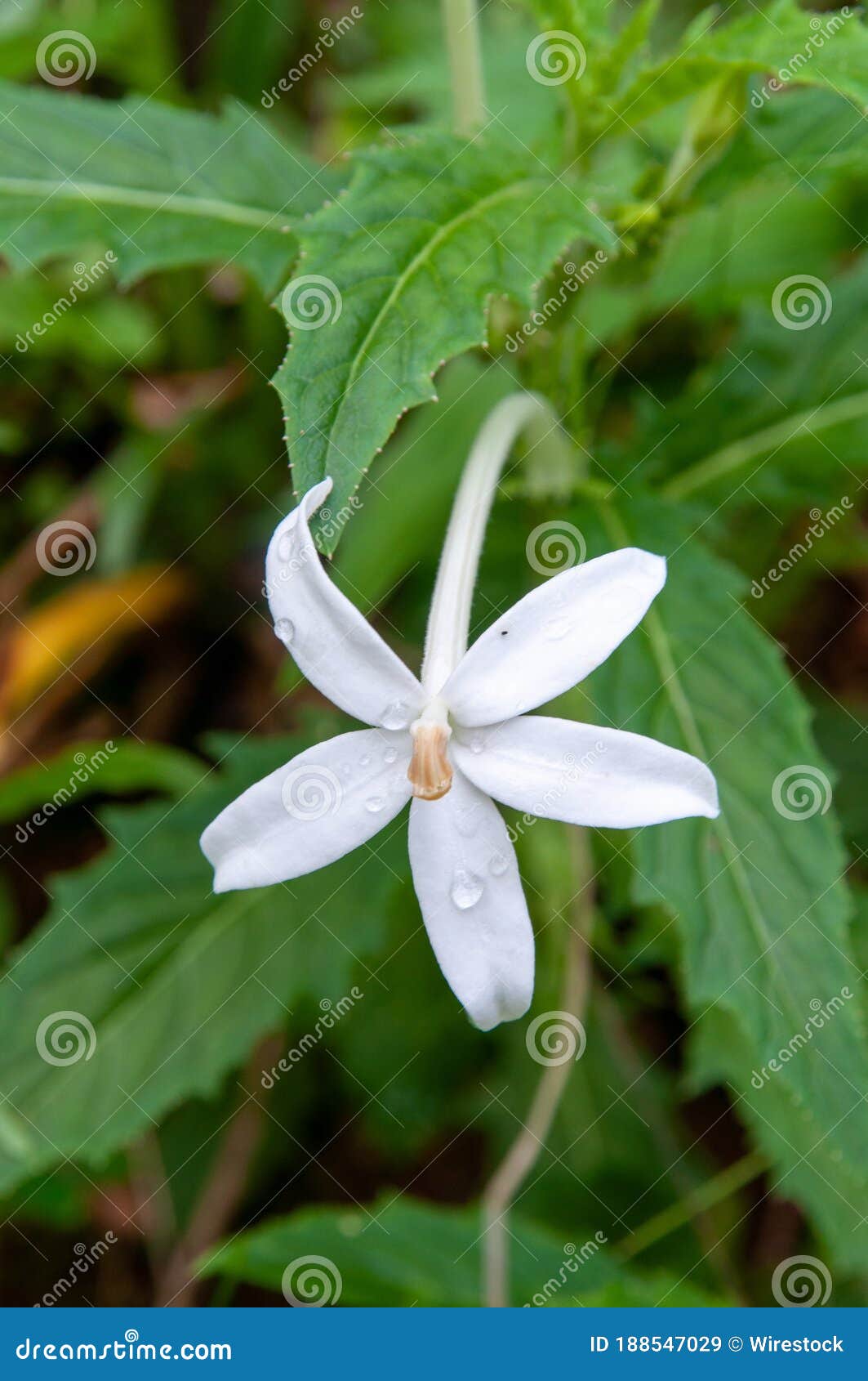 Floreciente Hermosa Estrella Blanca De La Flor De Belén Imagen de archivo - Imagen de flores, travieso: 188547029 Floreciente Hermosa Estrella Blanca De La Flor De Belén Imagen de archivo - Imagen de flores, travieso: 188547029