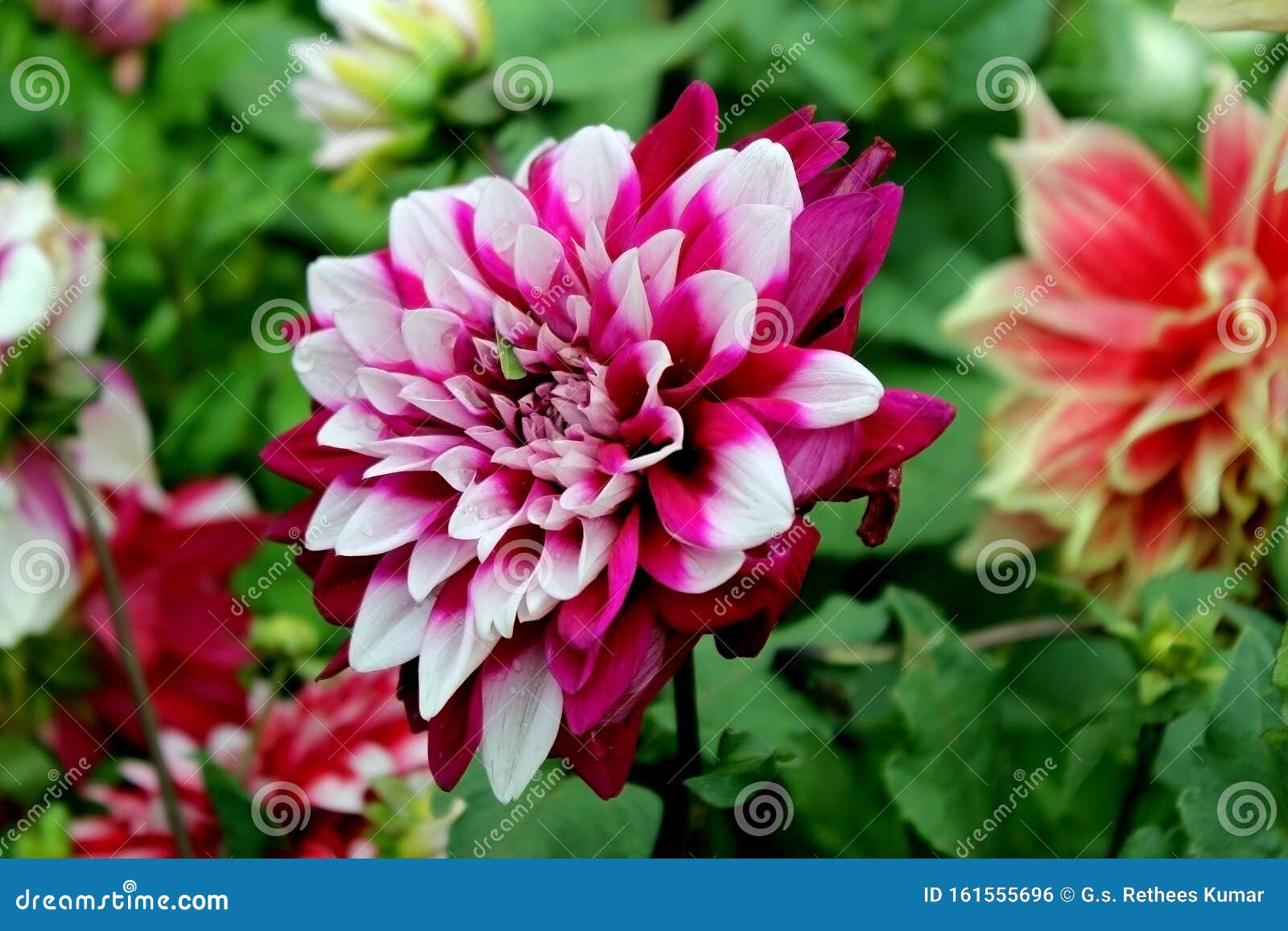 Florecimiento De Las Flores De Los Jardines Foto de archivo - Imagen de  hermoso, flores: 161555696