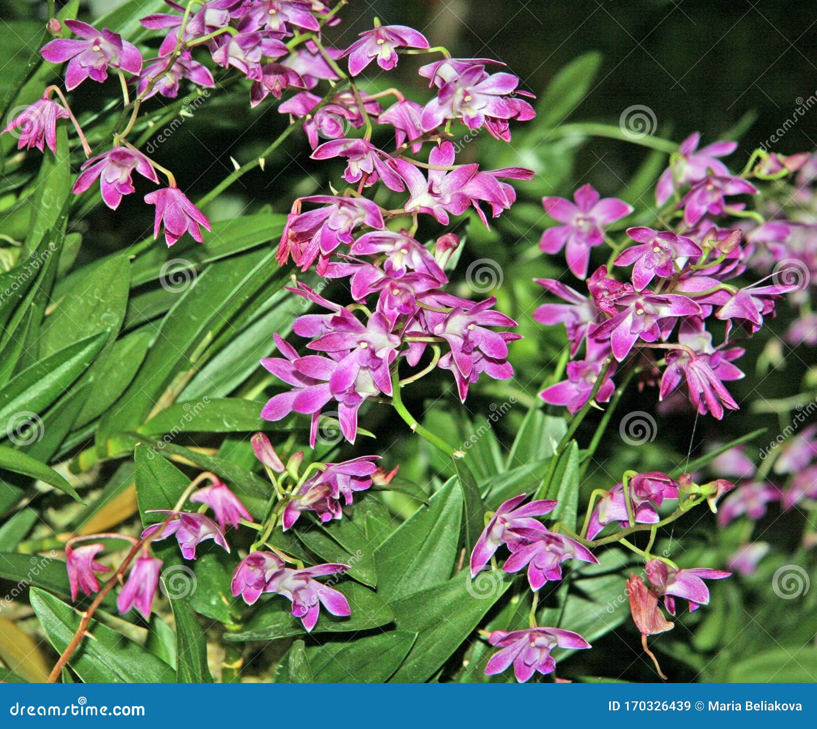 Florecimiento De Orquídeas Flores Violetas Pequeñas Imagen de archivo -  Imagen de fibra, fondo: 170326439