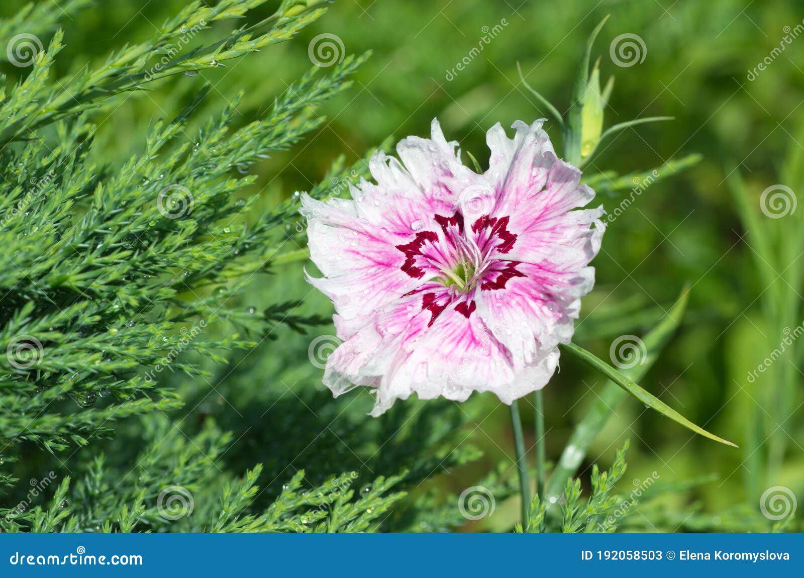 Florecimiento Del Clavel Chino En El Jardín Imagen de archivo - Imagen de  gotas, planta: 192058503