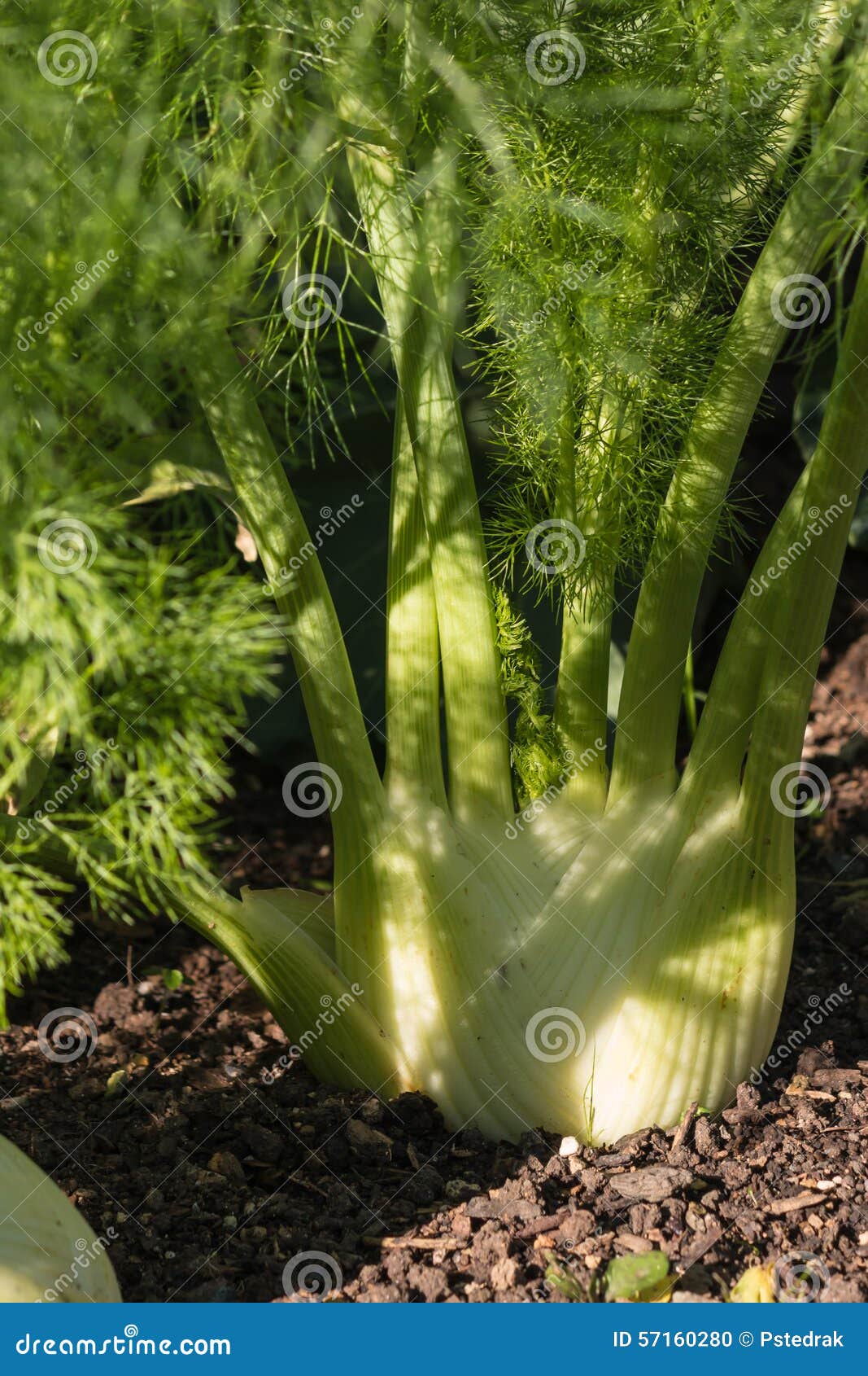 Florence Fennel Bulb Growing in Soil Stock Photo Image of fresh