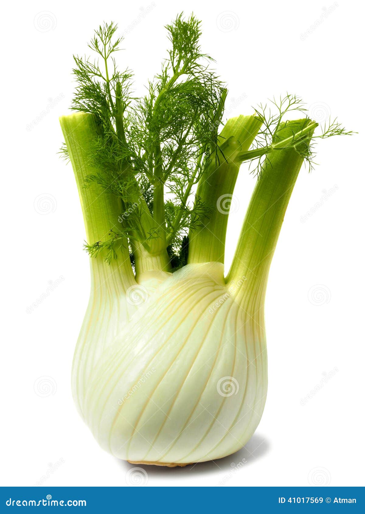Florence Fennel Bulb on White Stock Image Image of isolated, bulb