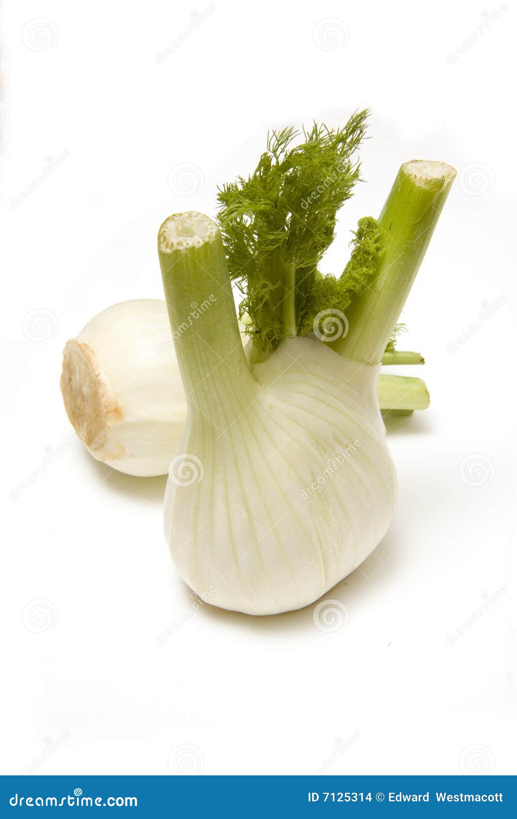 Florence Fennel bulbs stock photo. Image of vulgare, bulbs 7125314