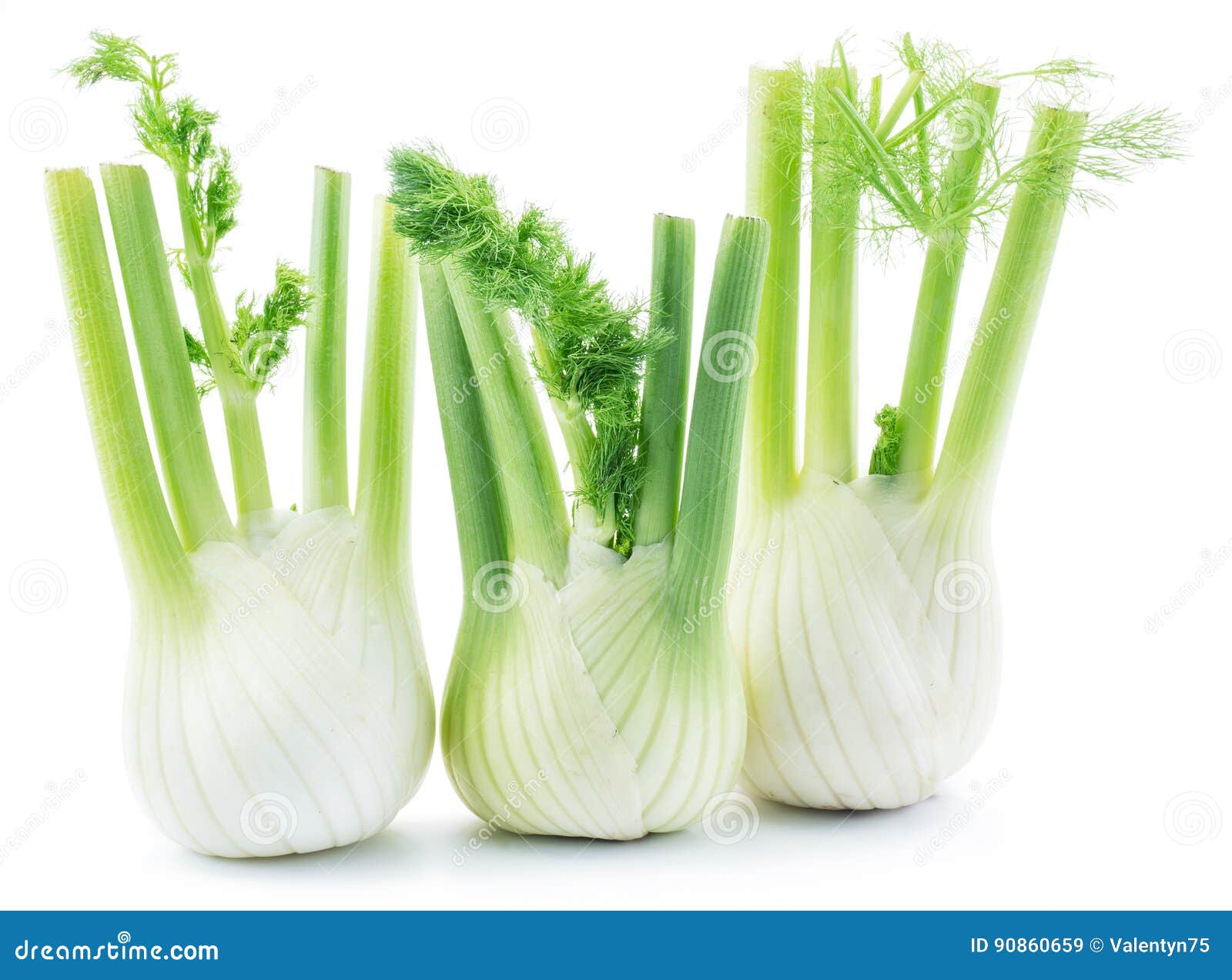 Florence fennel bulbs. stock image. Image of ingredient 90860659