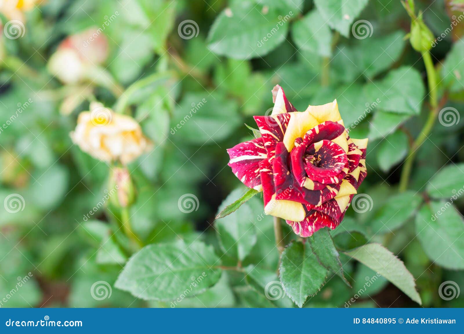 Floresça No Jardim, As Flores Coloridas Bonitas Que Cresceram Com O Natural  Imagem de Stock - Imagem de ambiente, feriado: 84840895