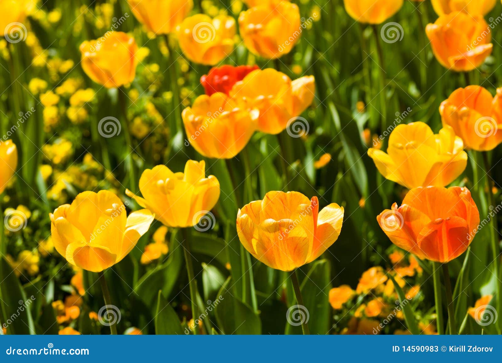 Uma foto de muitas flores do tulip, horizontal