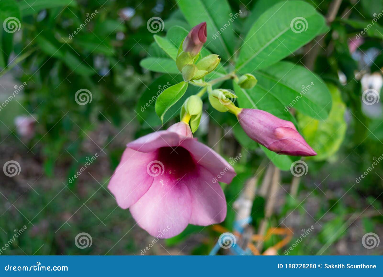 Flores alamanda roxas foto de stock. Imagem de queda - 188728280