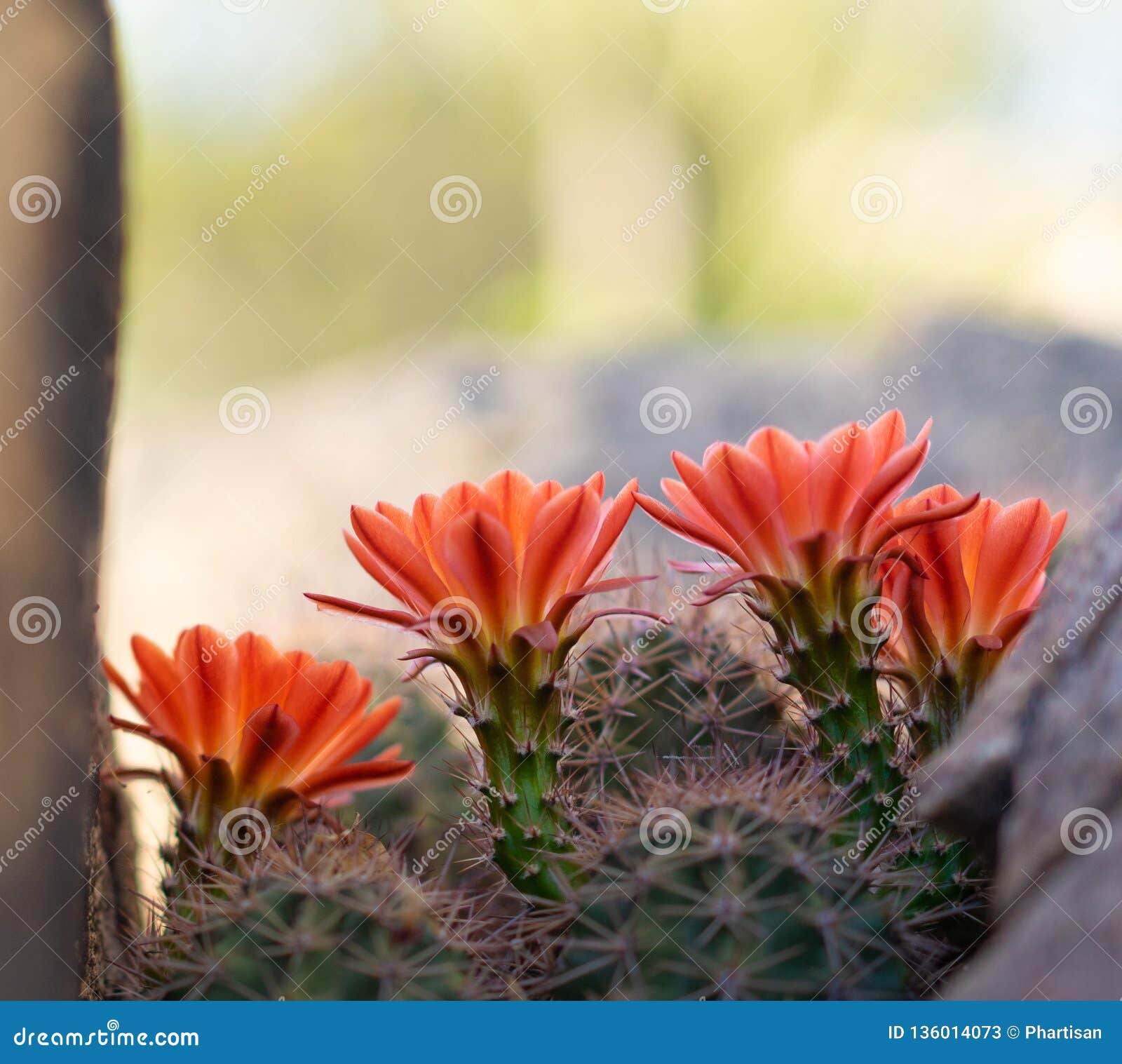 Flores Alaranjadas Dos Cactos Que Florescem Na Luz Do Sol Da Mola No  Deserto De AZ Imagem de Stock - Imagem de beleza, fuga: 136014073