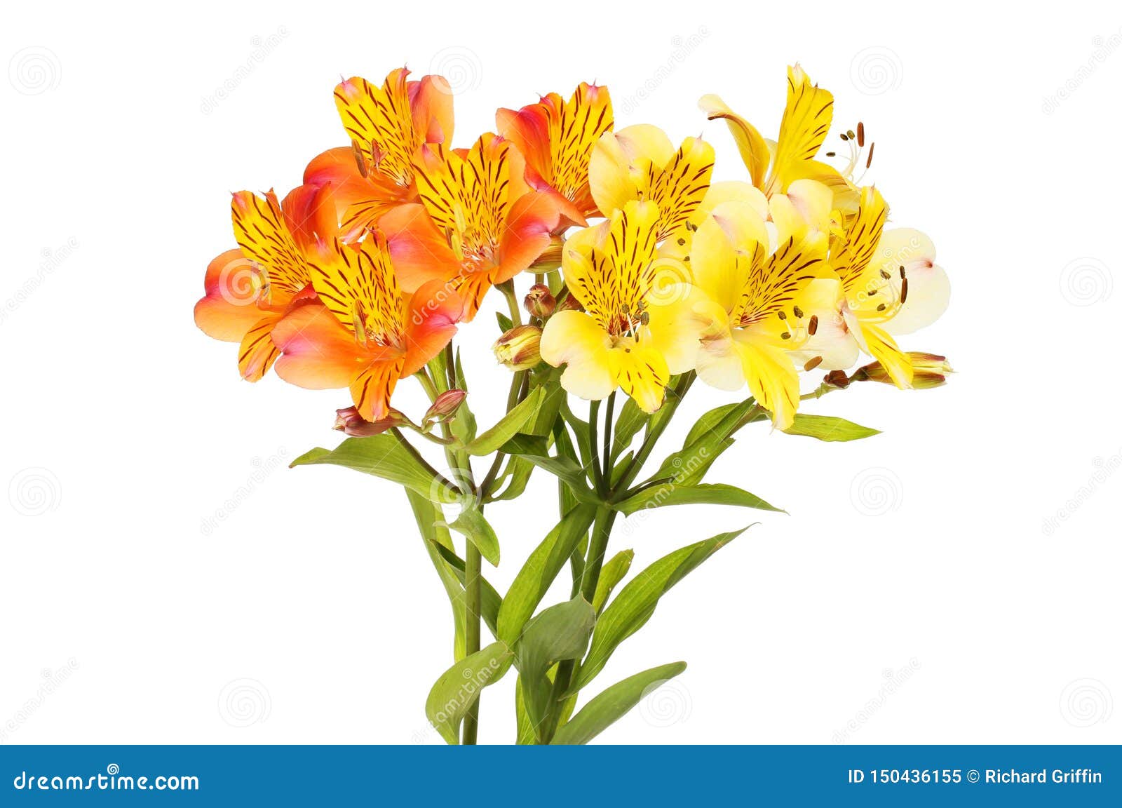 Flores Alaranjadas E Amarelas Do Alstroemeria Imagem de Stock - Imagem de  fundo, ainda: 150436155