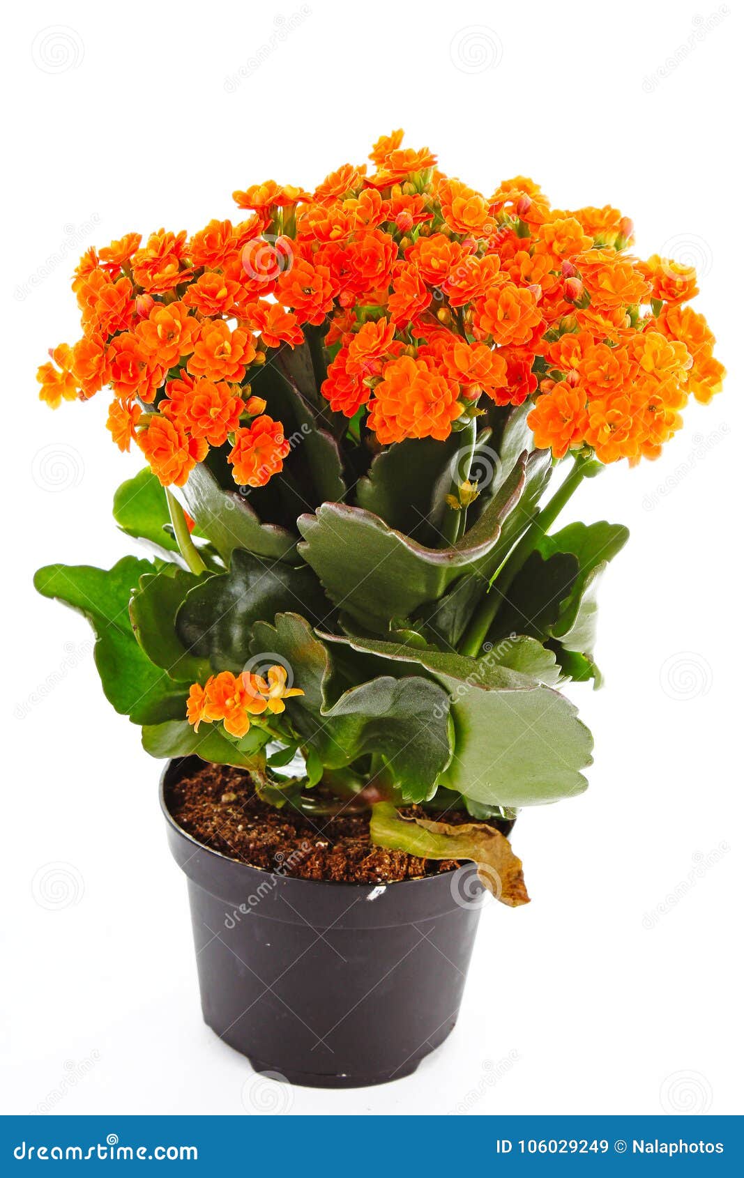 Flores Alaranjadas Pequenas Da árvore Do Rubiaceae Planta Alaranjada Da  Flor O Conjunto Floresce Ixora Imagem de Stock - Imagem de alaranjado,  bonito: 106029249