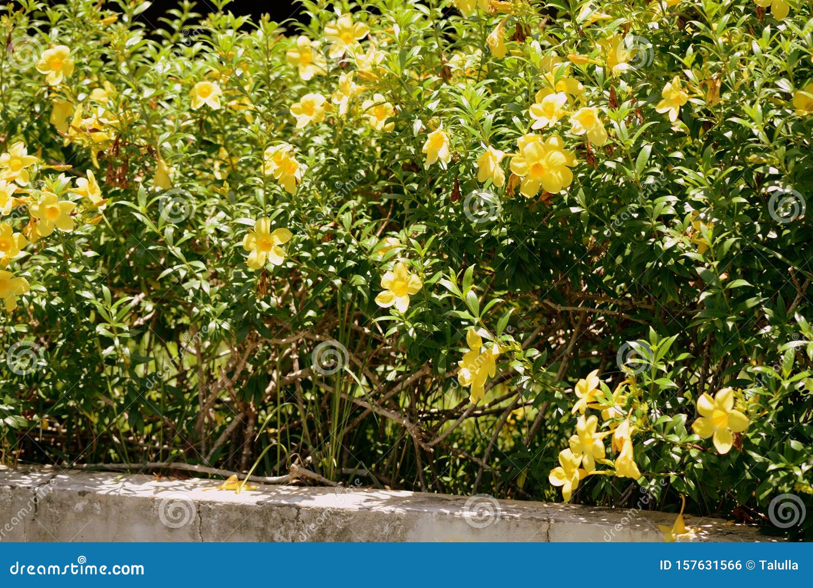 Flores Amarelas Allamanda Cathartica Blooming Em Jardim Tropical Foto de  Stock - Imagem de buquê, quintal: 157631566