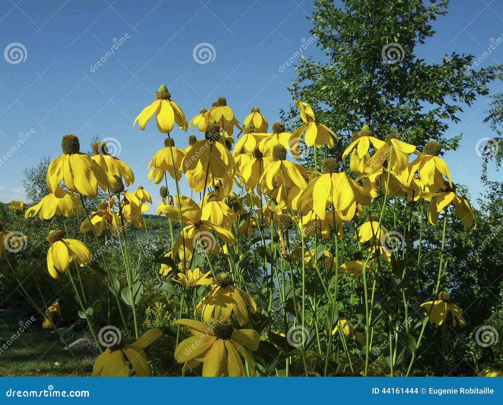 Flores Amarelas Altas Que Florescem Em Agosto Foto de Stock - Imagem de  ensolarado, agosto: 44161444