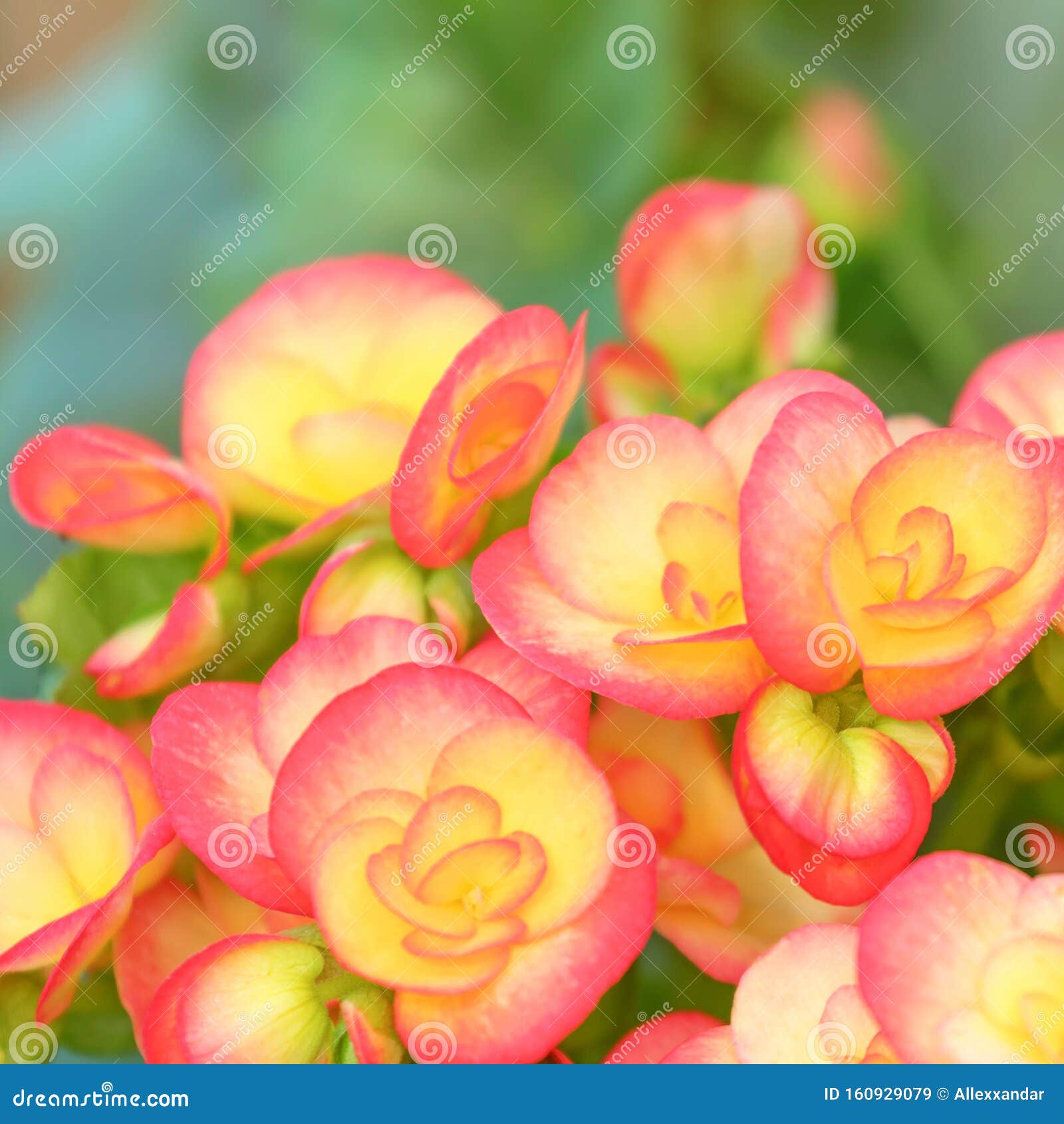 Flores Amarelas Cor De Laranja Begonia, Begonias Tuberas Begonia  Tuberhybrida Imagem de Stock - Imagem de buquê, elegância: 160929079