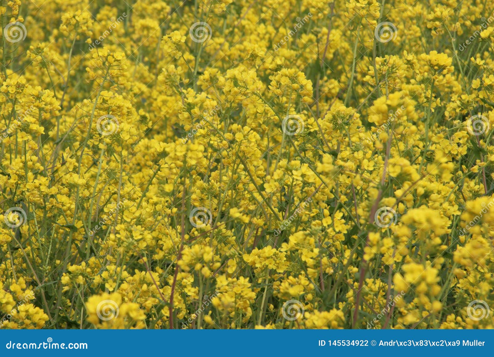 Flores amarelas da erva daninha da colza ao longo do lado dos diques nos Países Baixos