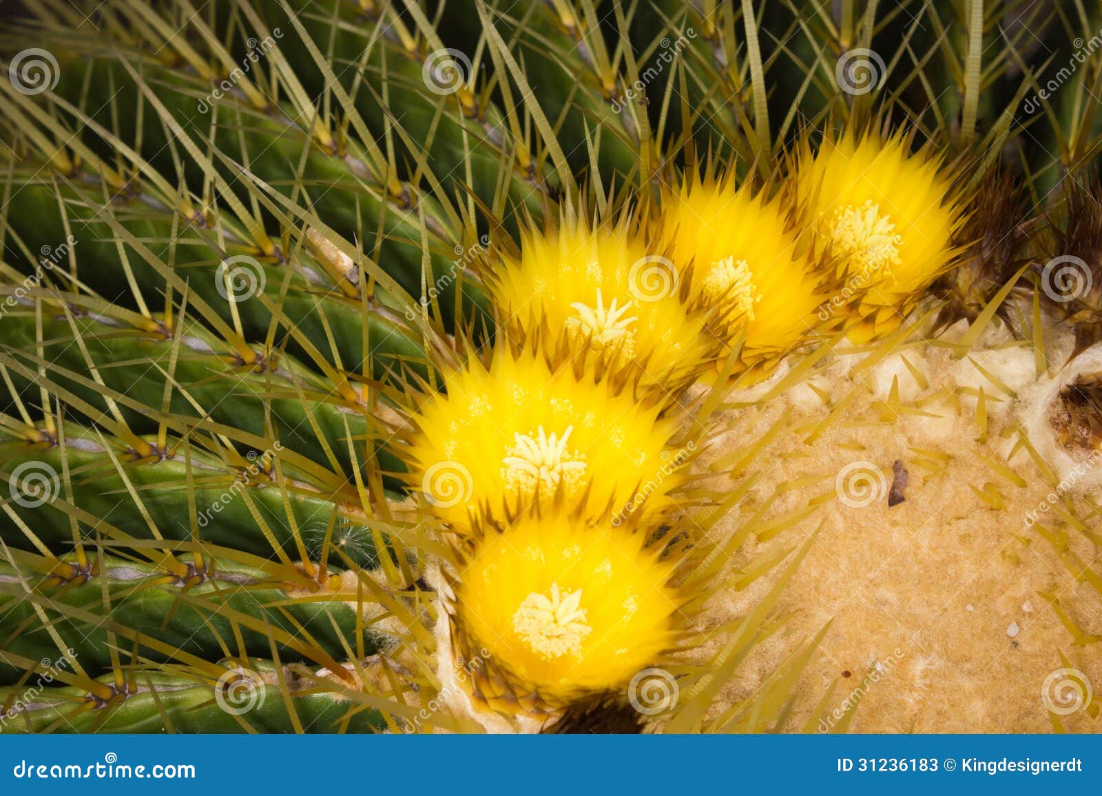 Flores Amarelas De Cactos Do Echinocactus Imagem de Stock - Imagem de cacto,  planta: 31236183