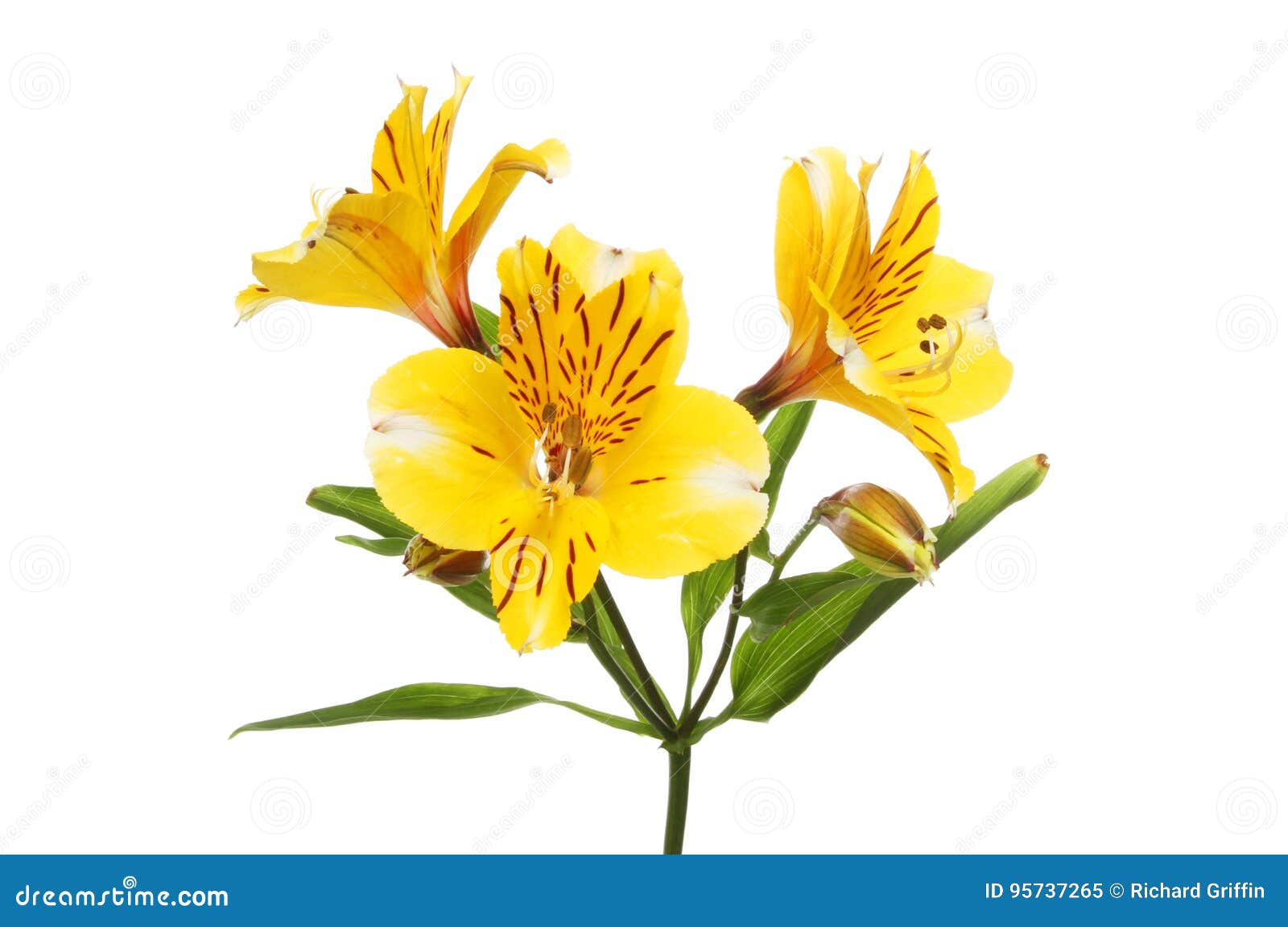 Flores Amarelas Do Alstroemeria Imagem de Stock - Imagem de lilly,  folhagem: 95737265