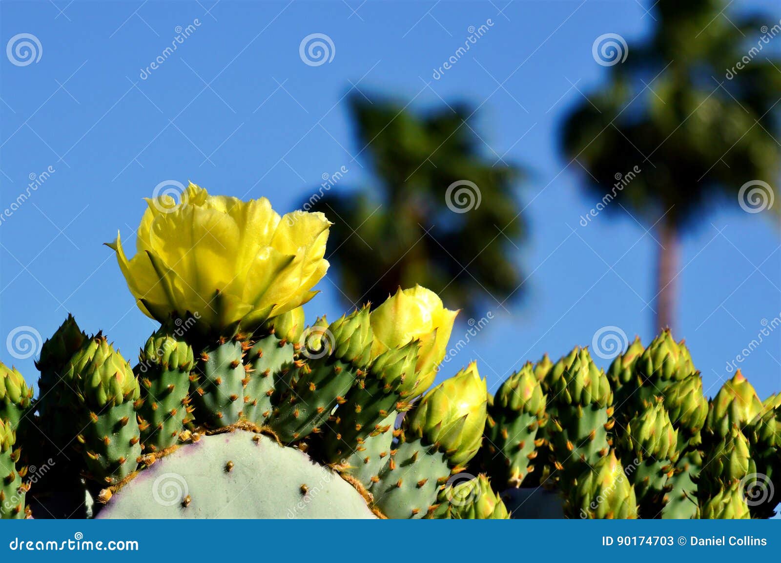 Flores Amarelas Do Cacto, Céu Azul E Palmeiras Imagem de Stock - Imagem de  bonito, frente: 90174703