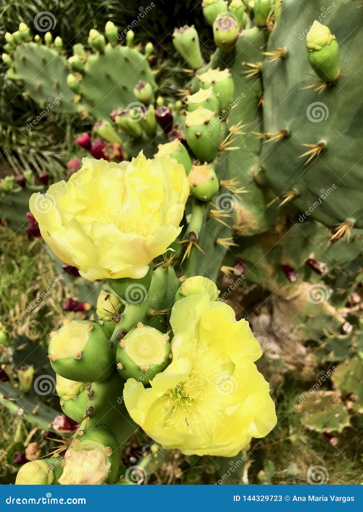 Flores Amarelas Do Cacto Pela Praia Imagem de Stock - Imagem de amarelo,  azul: 144329723