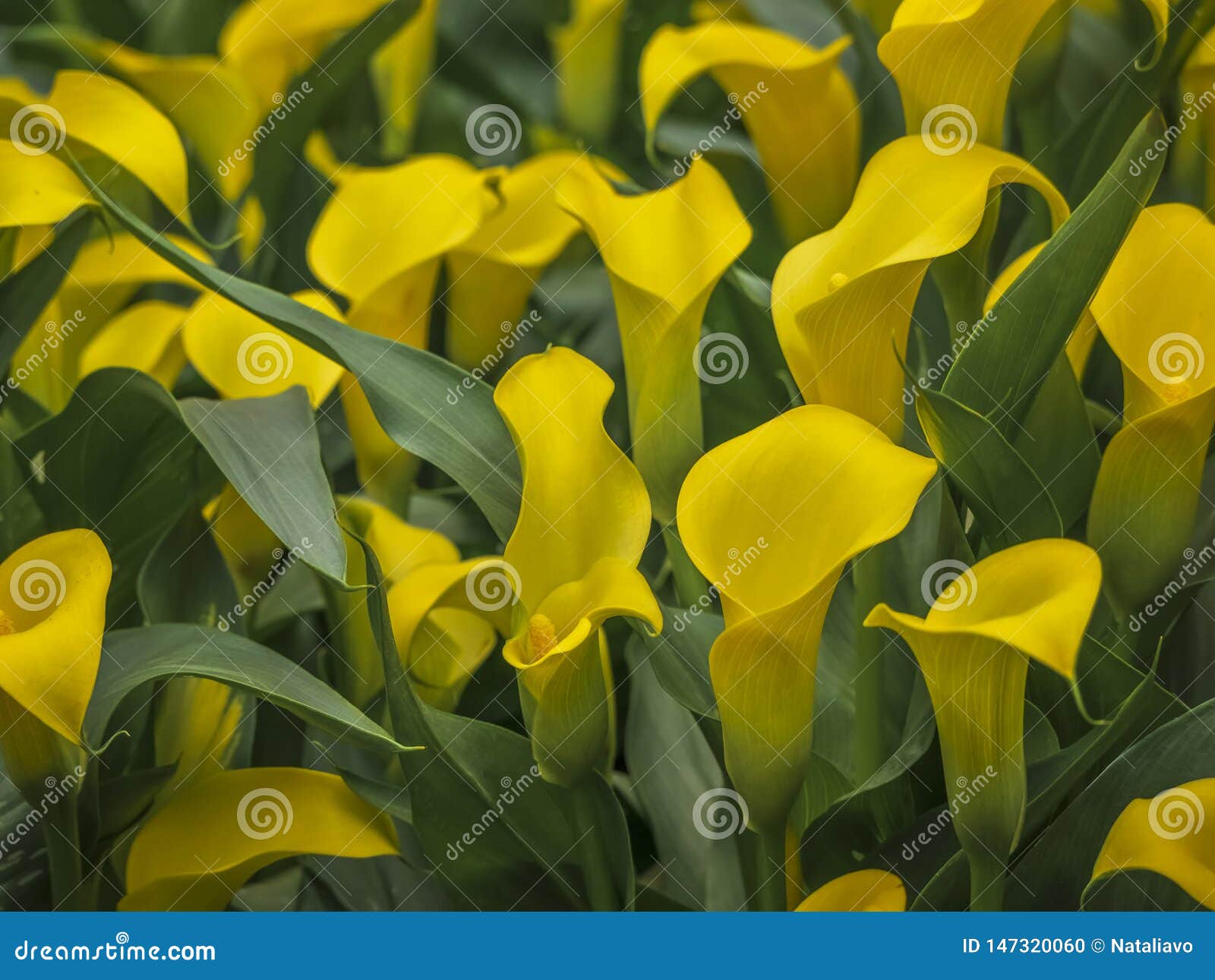 Flores Amarelas Do Zantedeschia Sunclub, Lírio De Aro, Lírio De Calla, Calla  Plantas Herbáceas, Constantes, Florescendo Na Famíli Foto de Stock - Imagem  de puro, naughty: 147320060