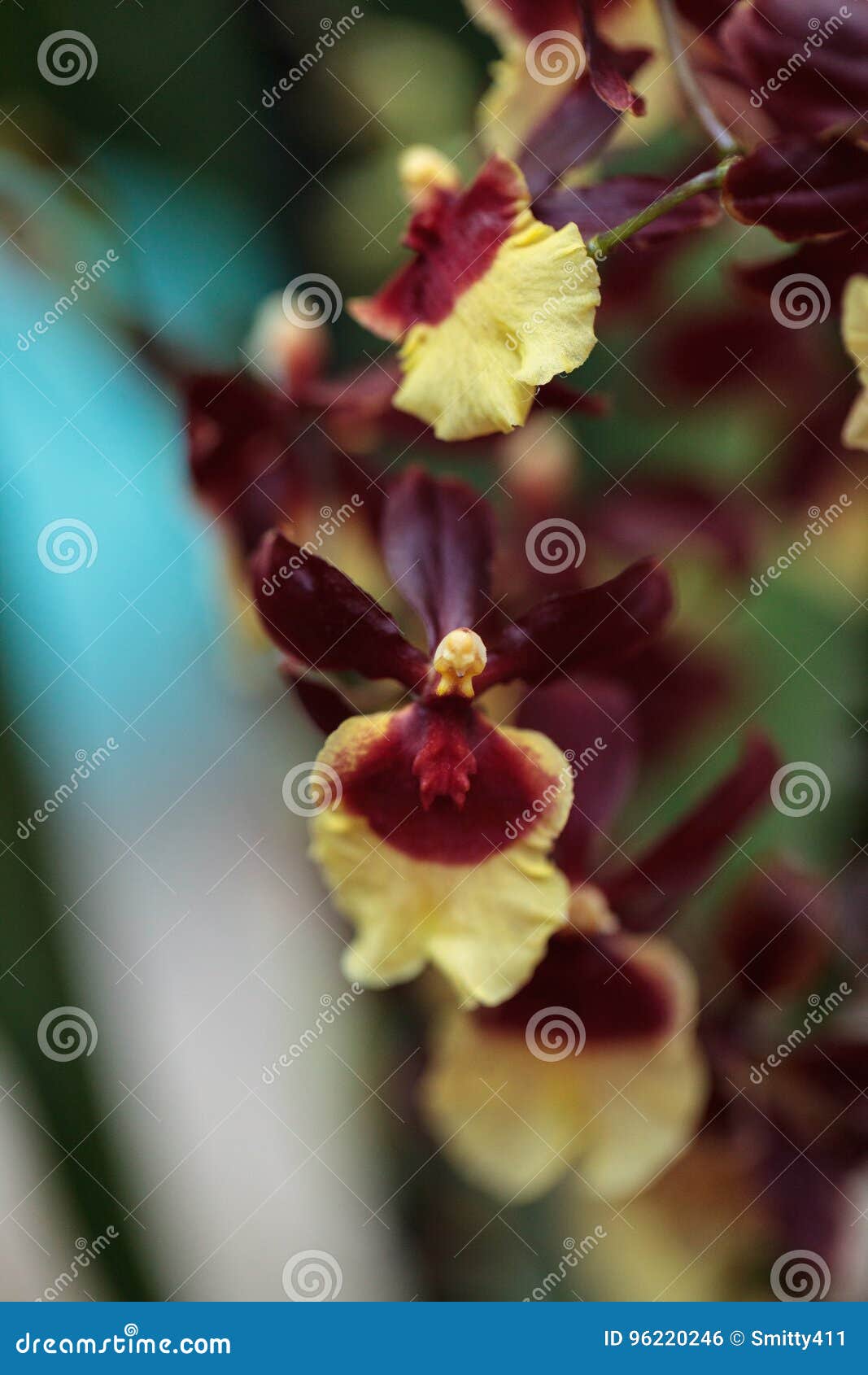 Flores Amarelas E Marrons Do Híbrido Da Orquídea De Oncidium Foto de Stock  - Imagem de senhora, vermelho: 96220246