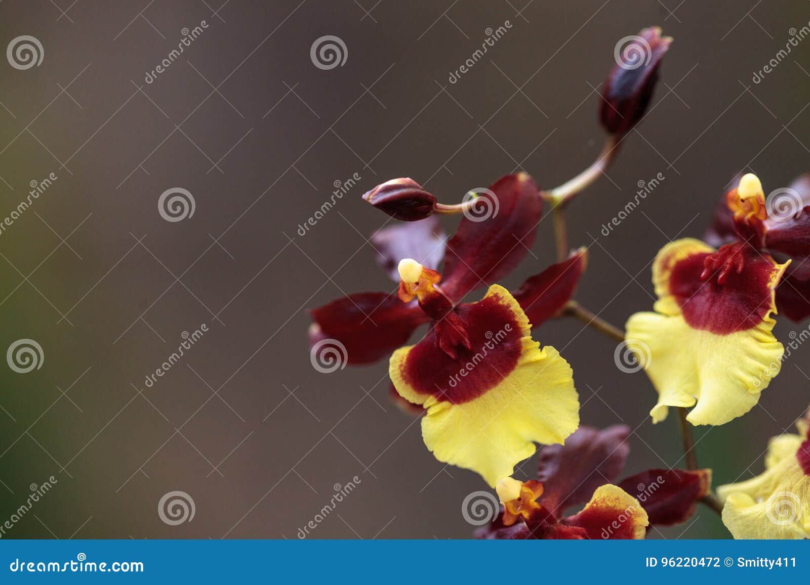 Flores Amarelas E Marrons Do Híbrido Da Orquídea De Oncidium Foto de Stock  - Imagem de flora, mola: 96220472