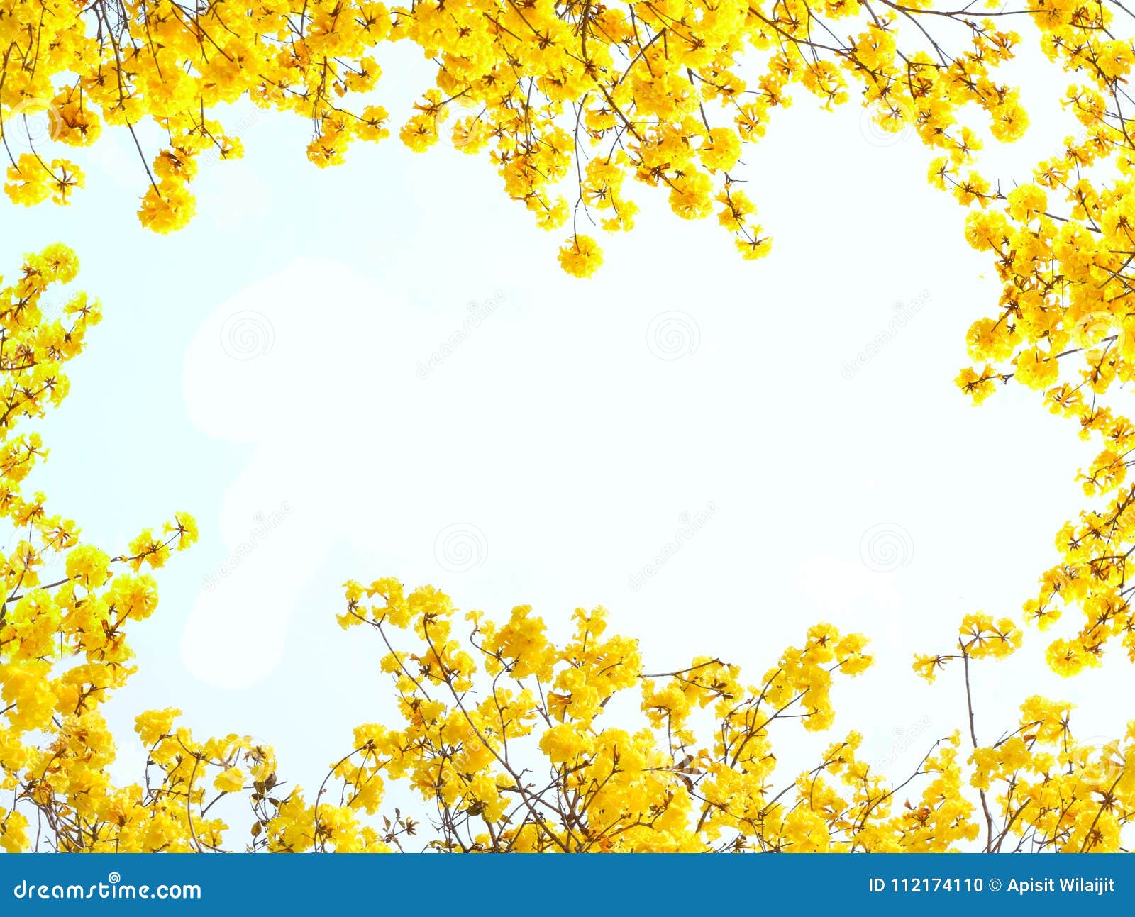 Featured image of post Imagens De Flores Amarelas Png Para criar adicionar 37 pe as imagens de flores transparente de seus arquivos de projeto com o plano de