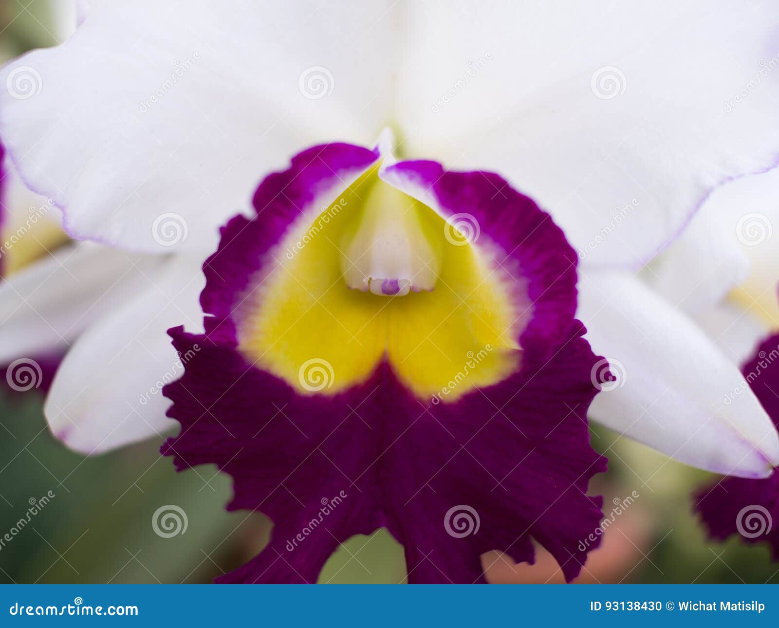 Flores Amarelas Roxas Brancas Da Orquídea De Cattleya Foto de Stock -  Imagem de oriental, magenta: 93138430