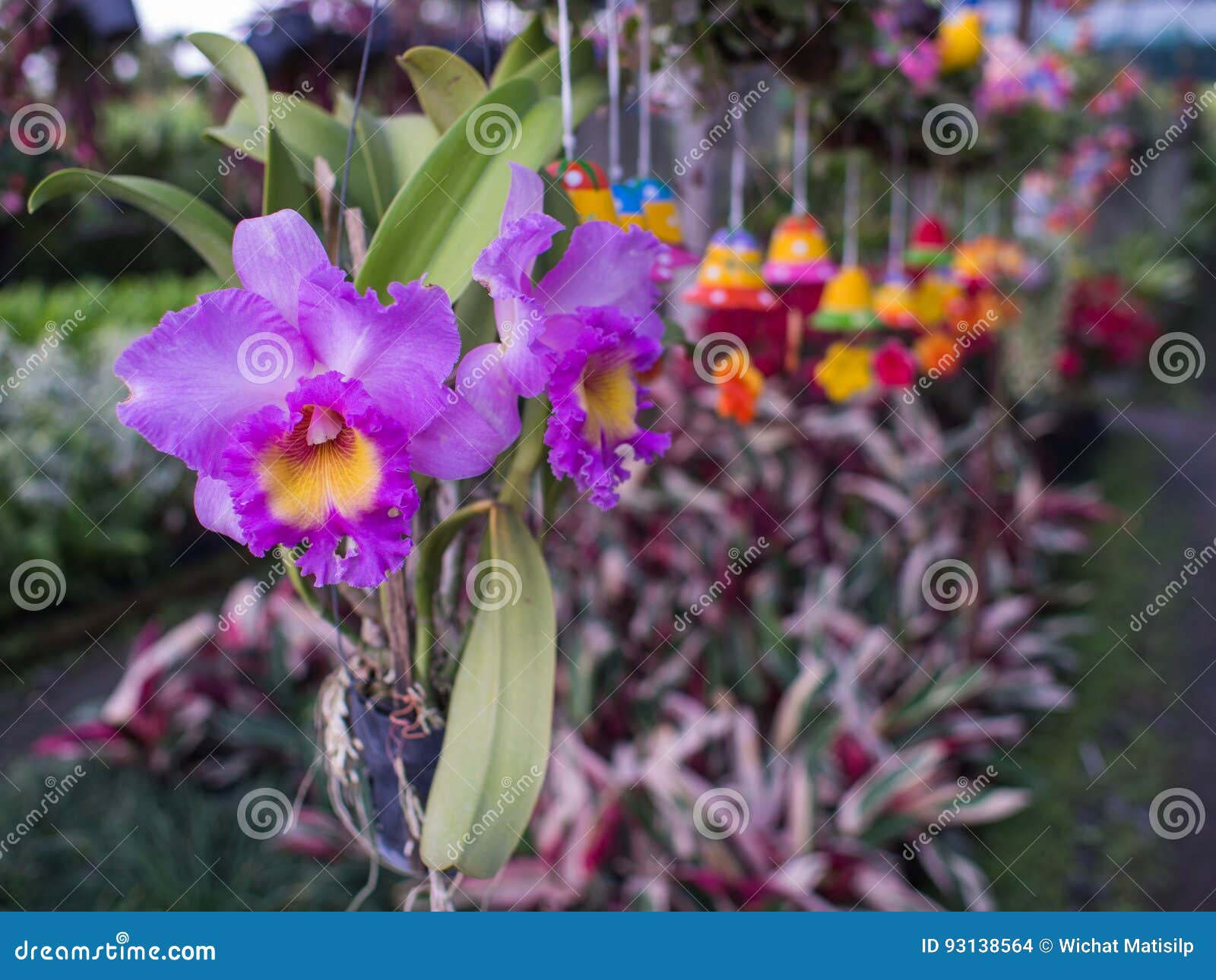 Flores Amarelas Roxas Da Orquídea De Cattleya Foto de Stock - Imagem de  bonito, filial: 93138564