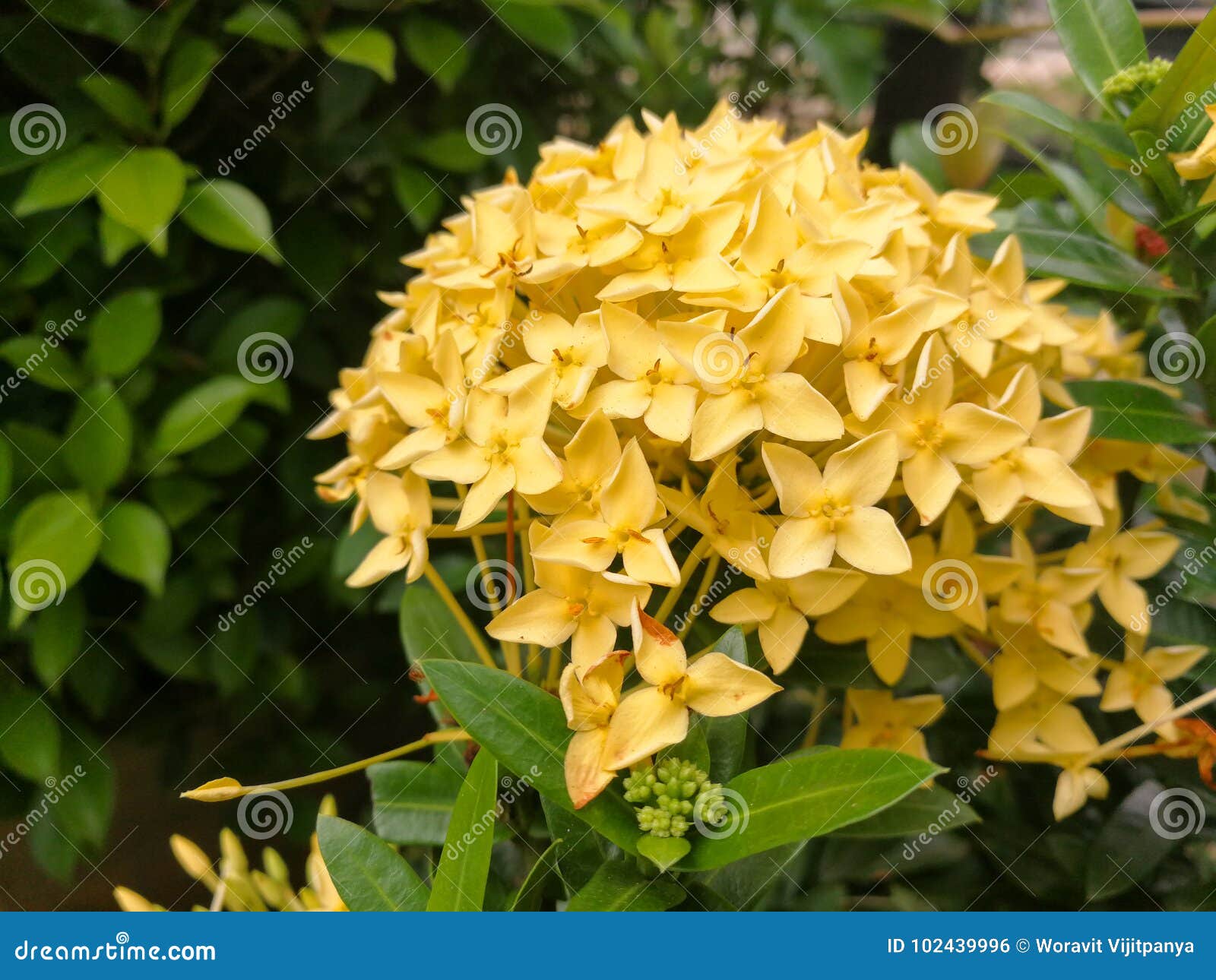 Flores amarillas de Ixora foto de archivo. Imagen de asia - 102439996