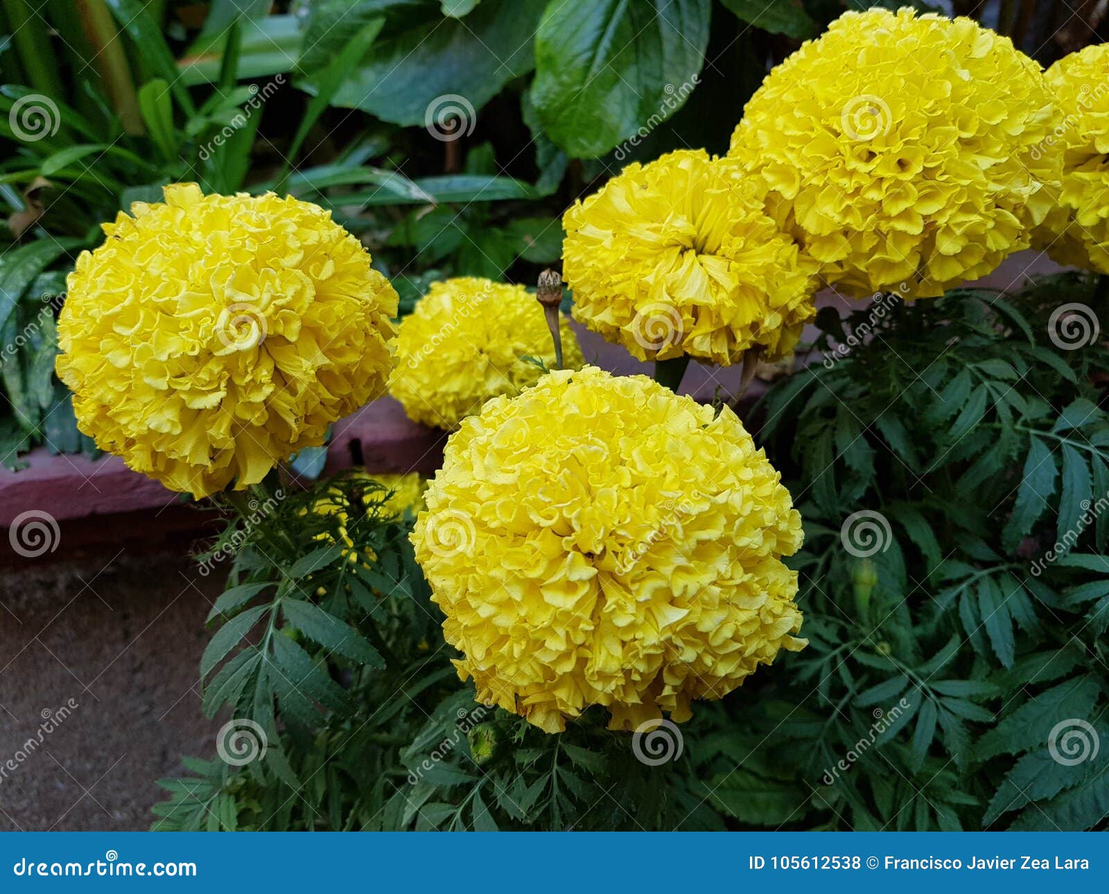 Flores Amarillas Del Cempasuchil En Jardín Foto de archivo - Imagen de  cubo, amarillo: 105612538