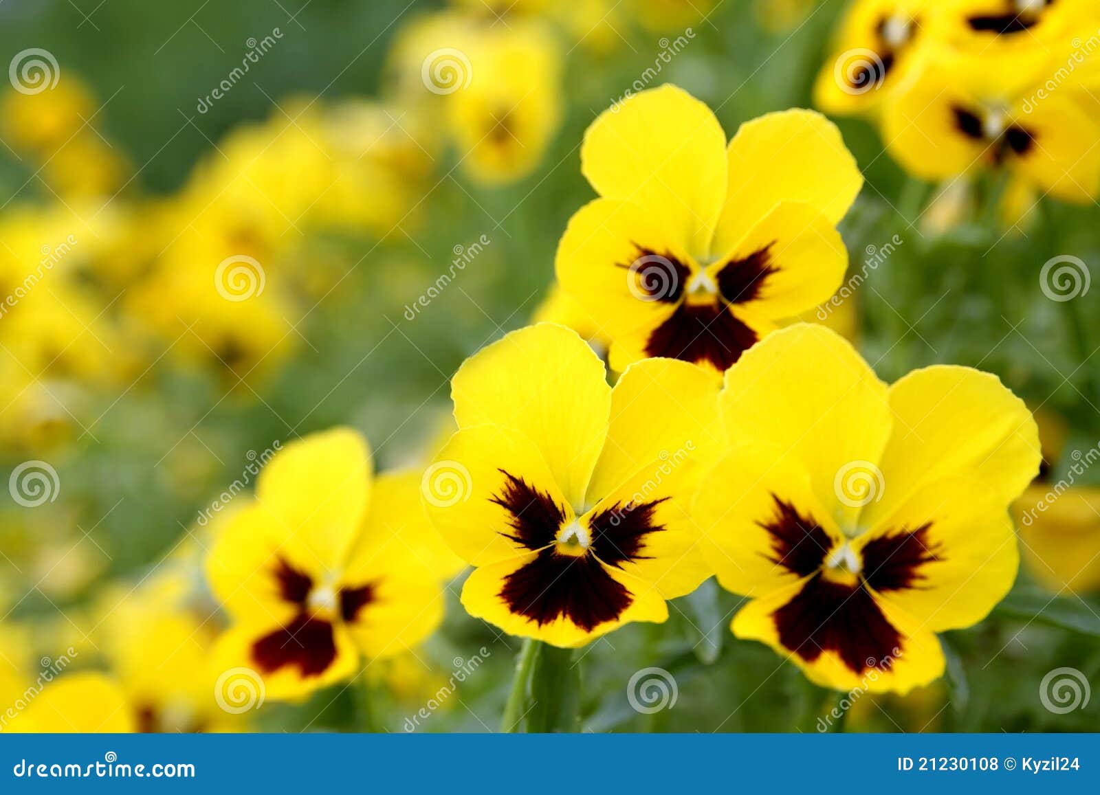 Flores Amarillas Del Pensamiento Foto de archivo - Imagen de colores, cubo:  21230108